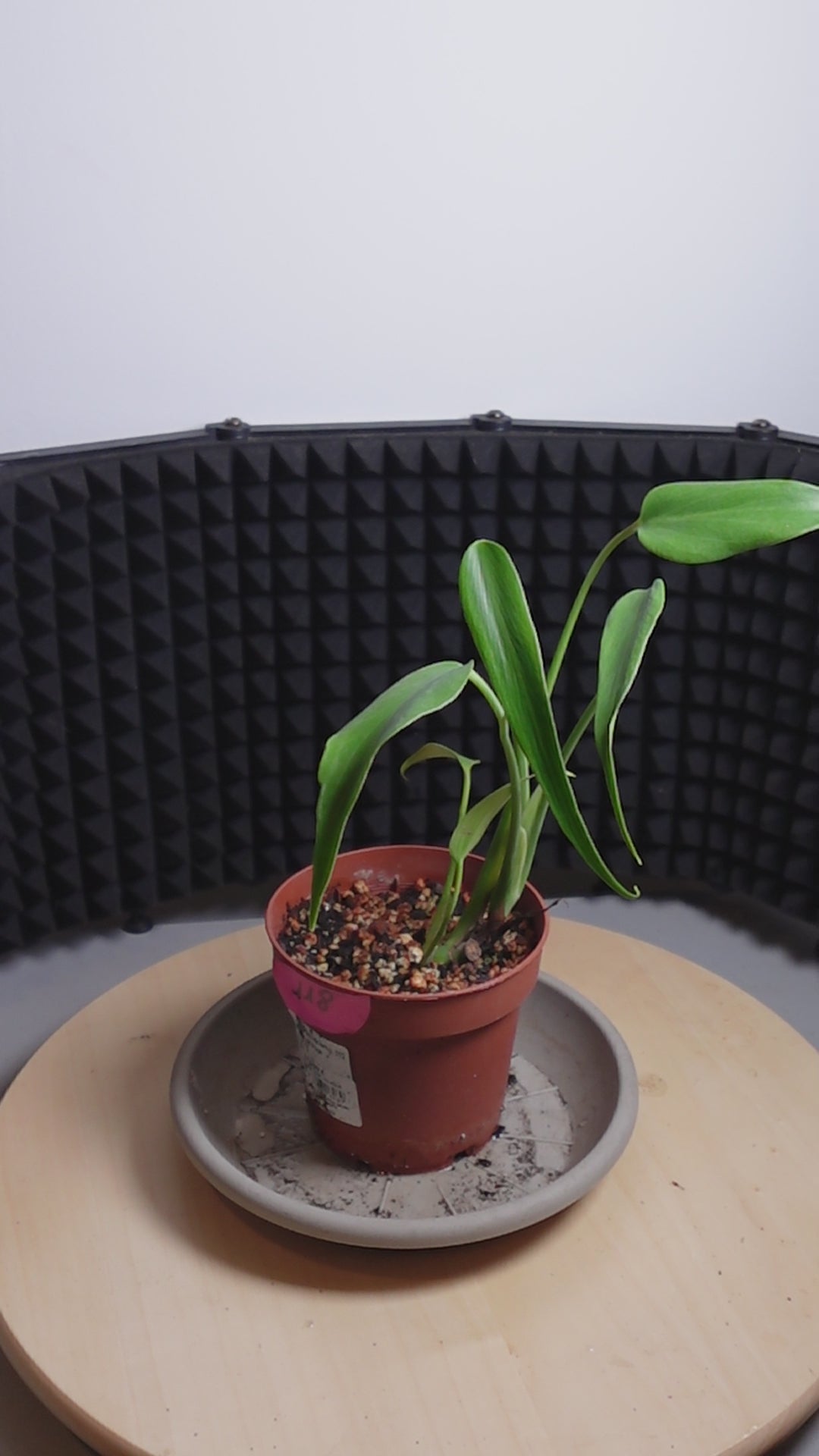 Monstera 'Burle Marx Flame'