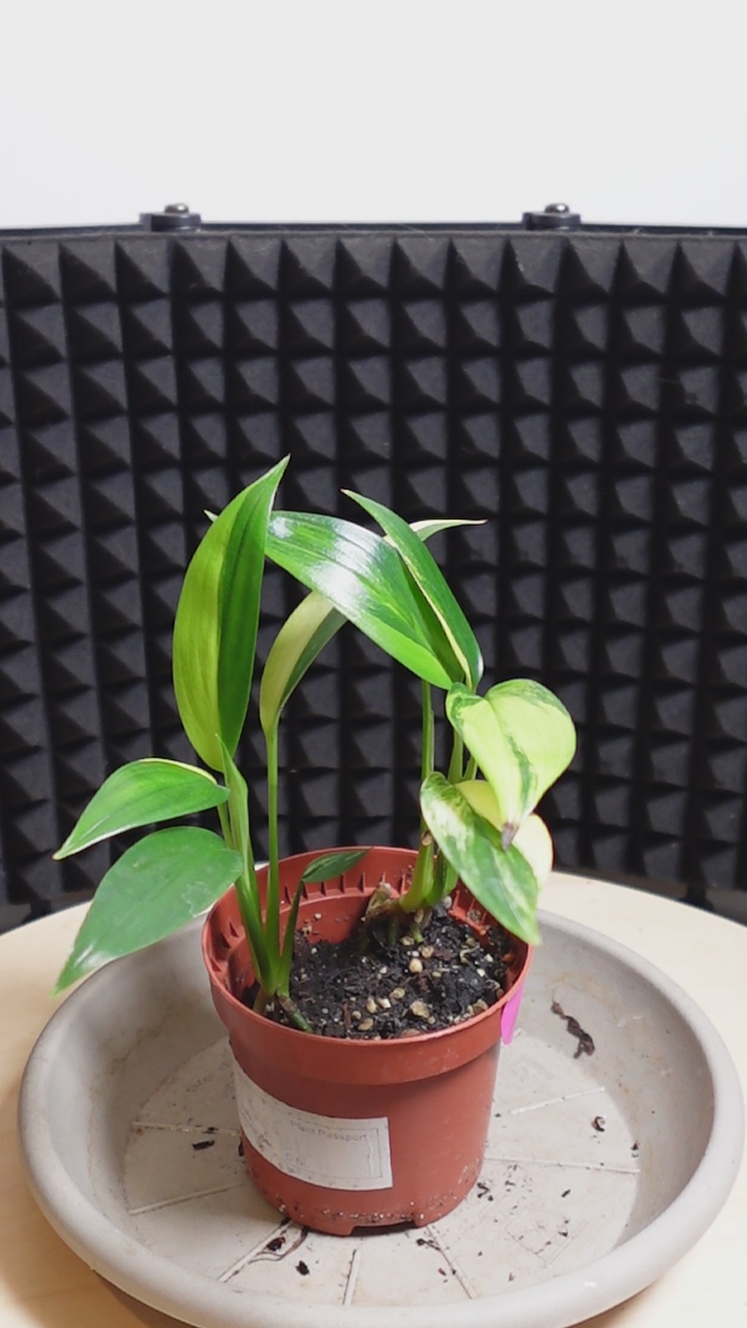 Epipremnum amplissimum 'Variegata'