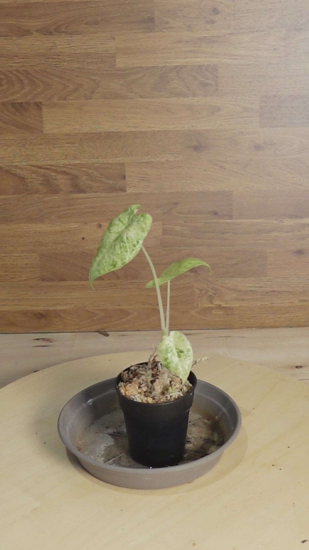 Alocasia macrorrhiza 'Camouflage'