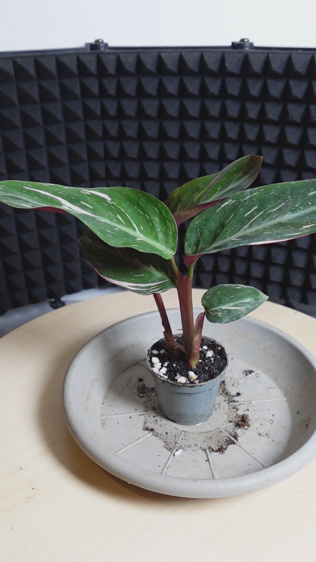 Calathea Stromanthe 'Magic Star'