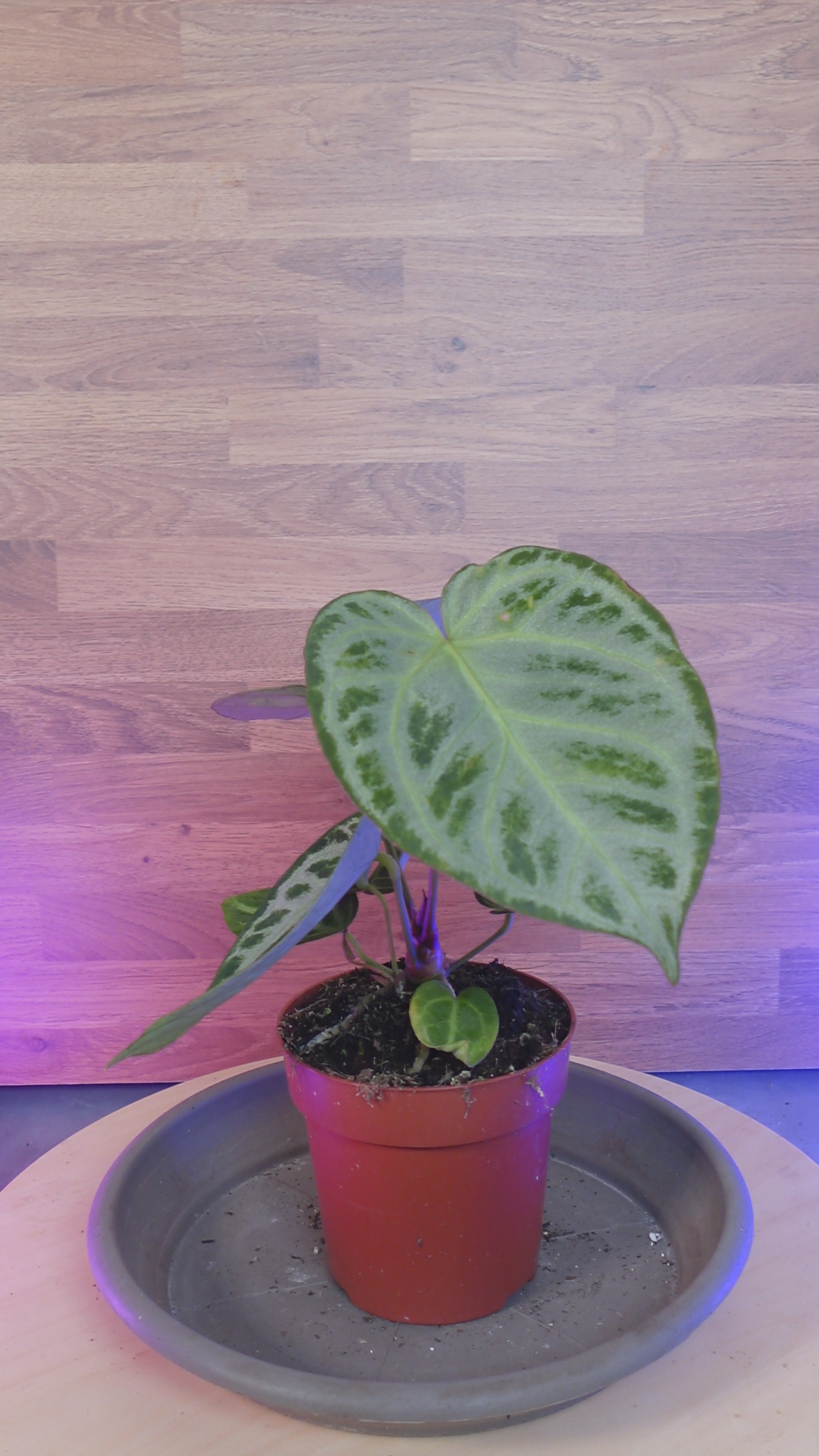 Anthurium super silver blush