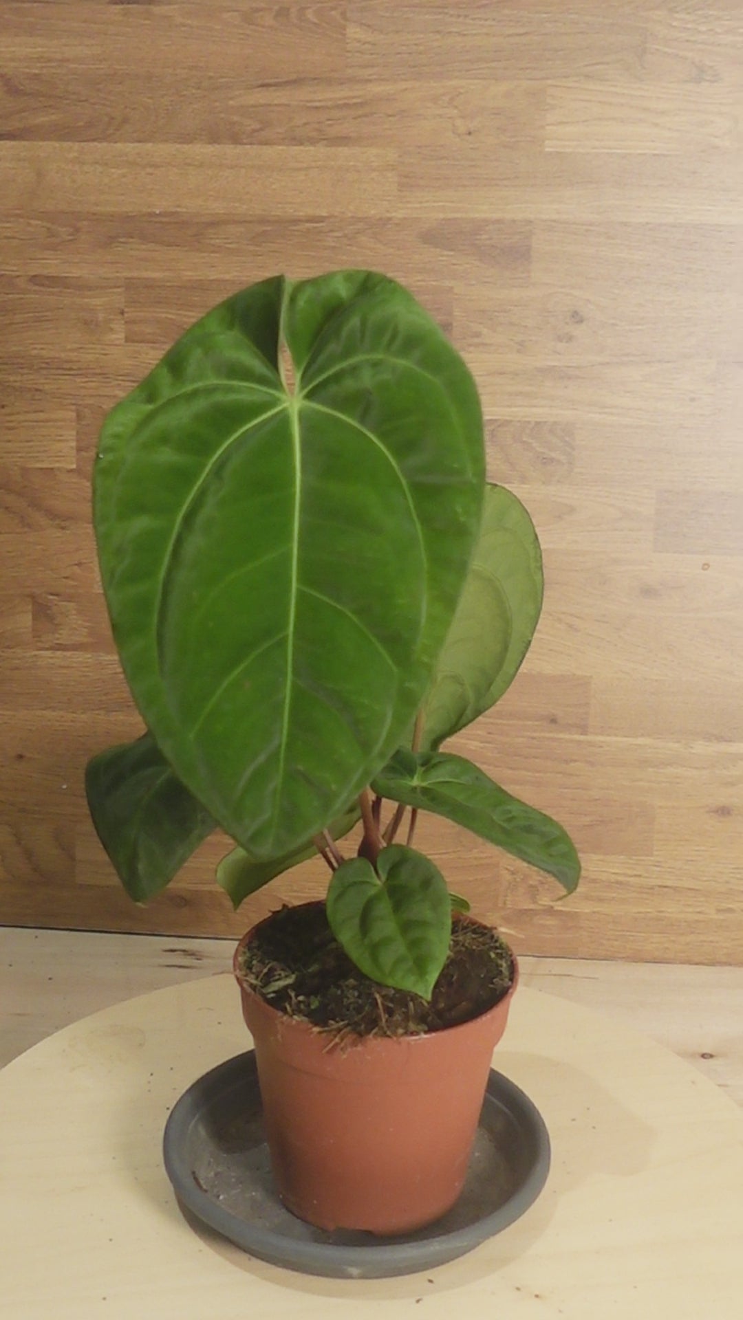 Anthurium 'Dark Phoenix'