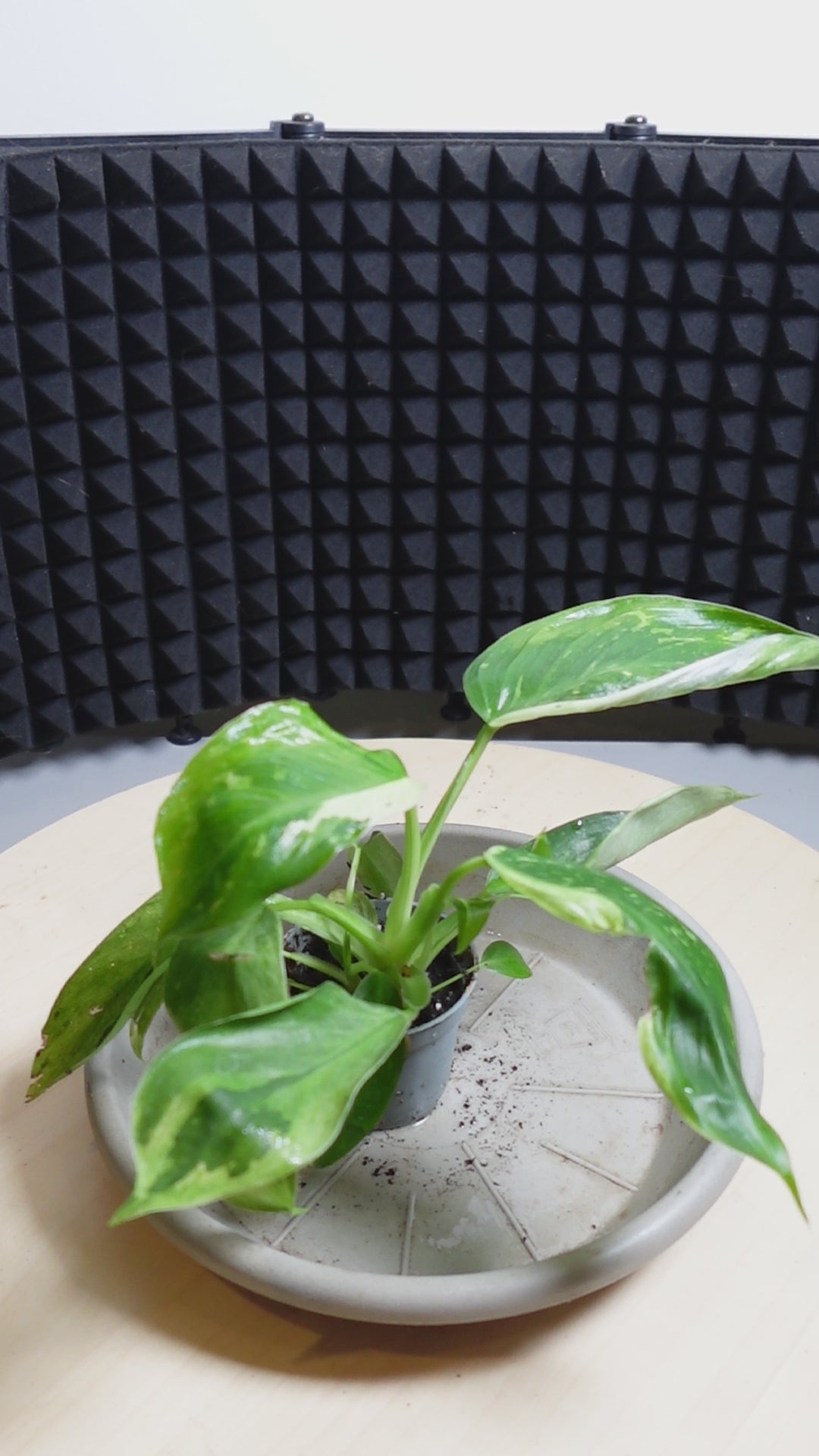 Philodendron 'Jose Buono'