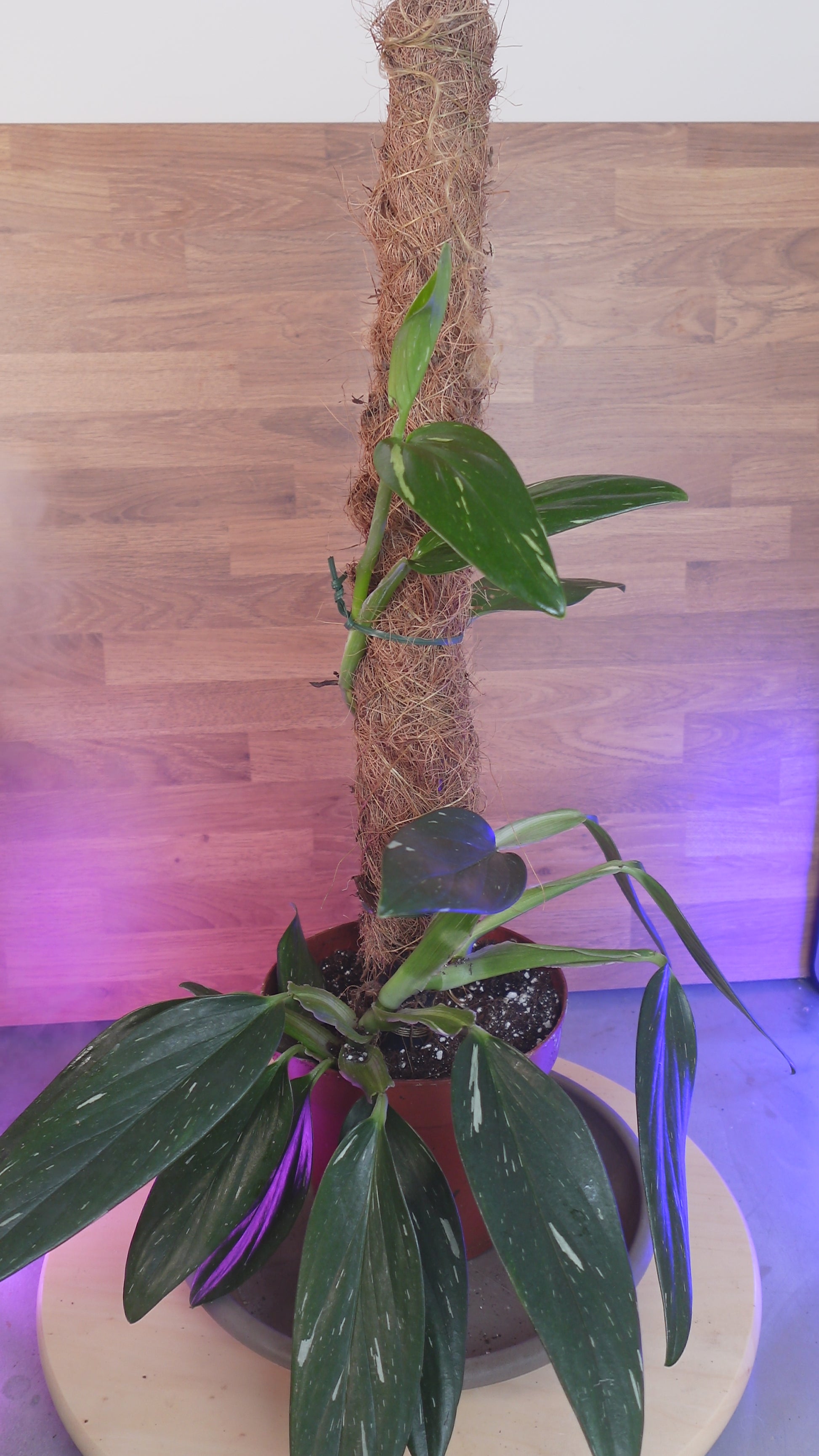 Monstera standleyana 'Variegata'