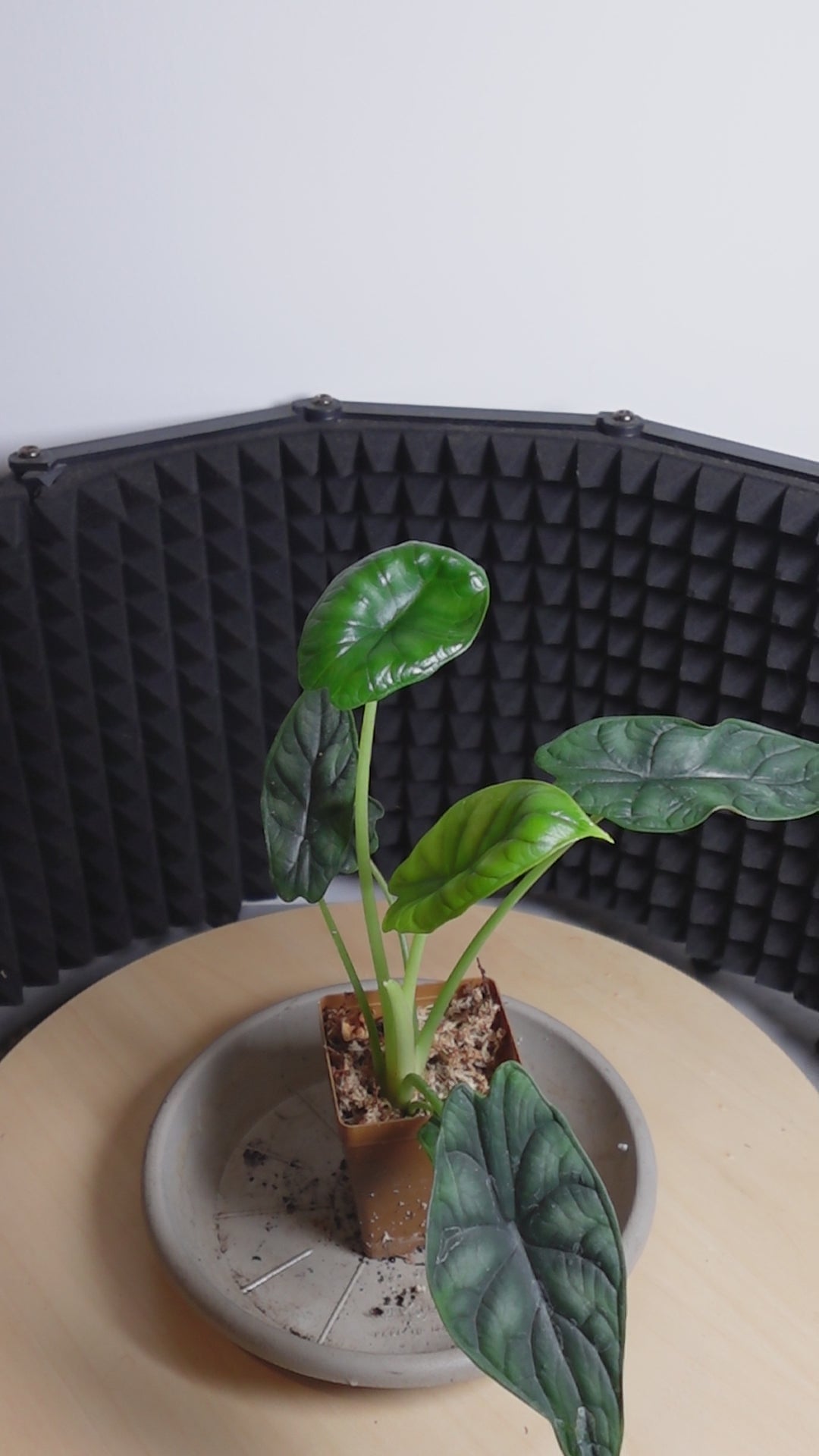 Alocasia dragon scale