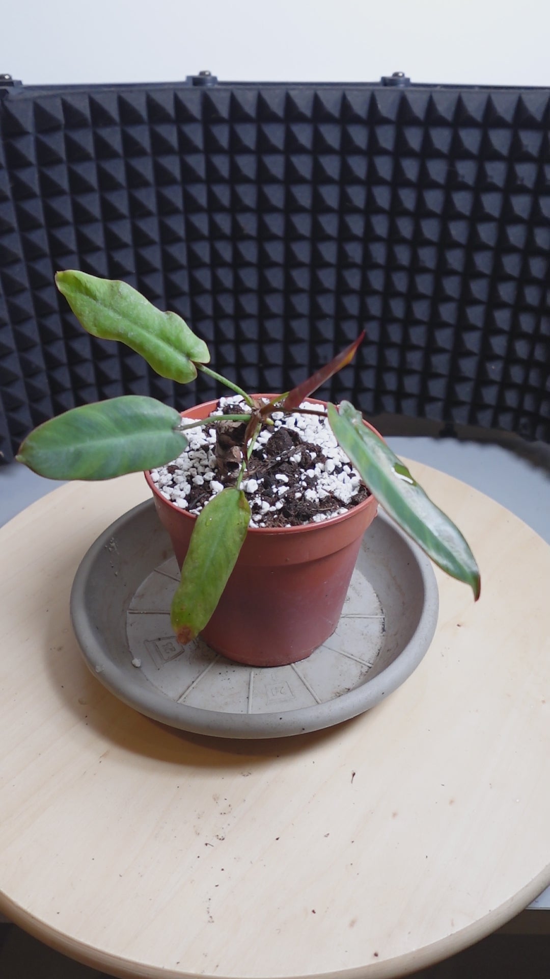 Philodendron atabapoense
