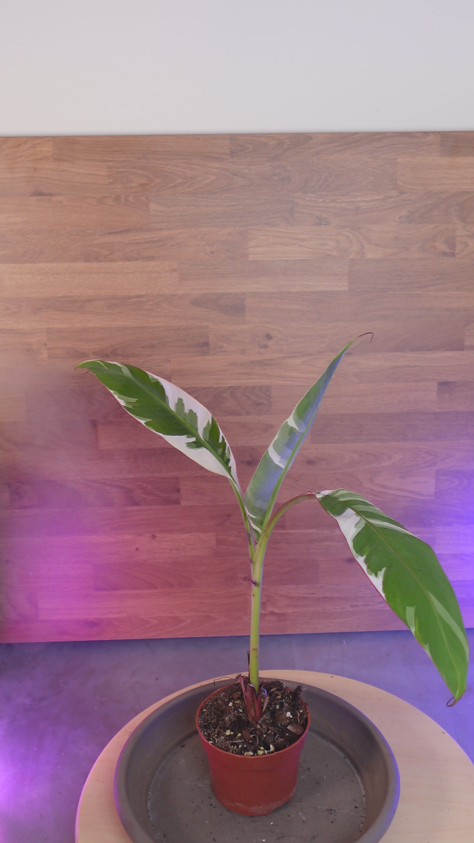 Musa 'Florida Variegata'