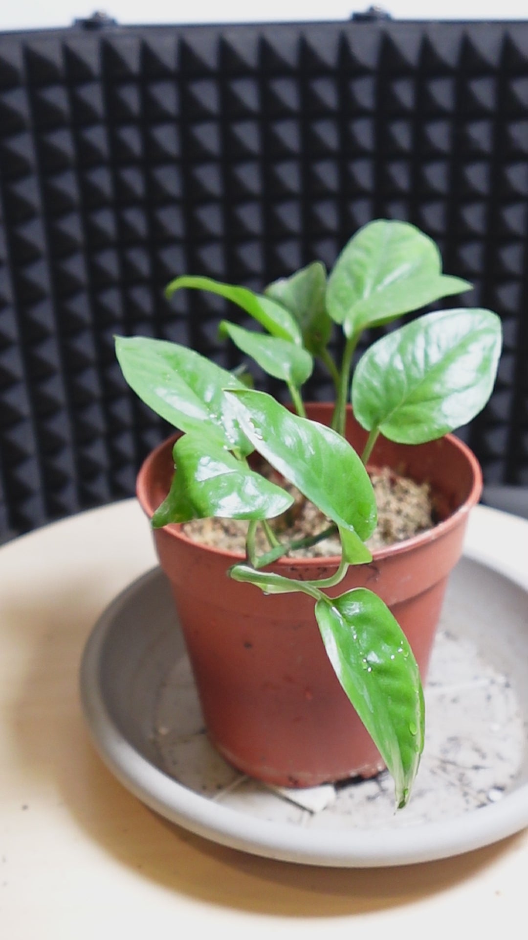 Epipremnum pinnatum