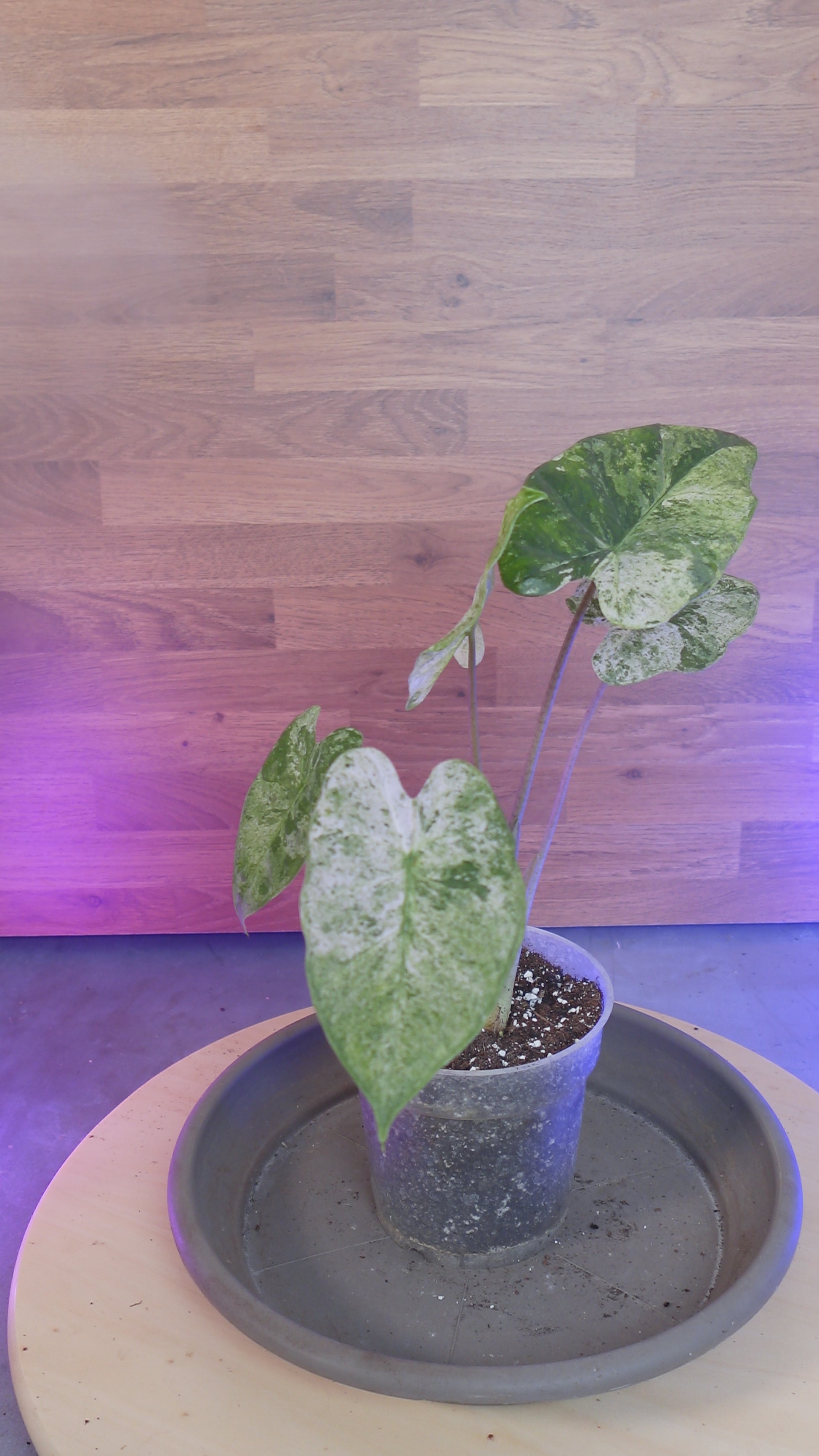 Alocasia macrorrhizos 'Splash'