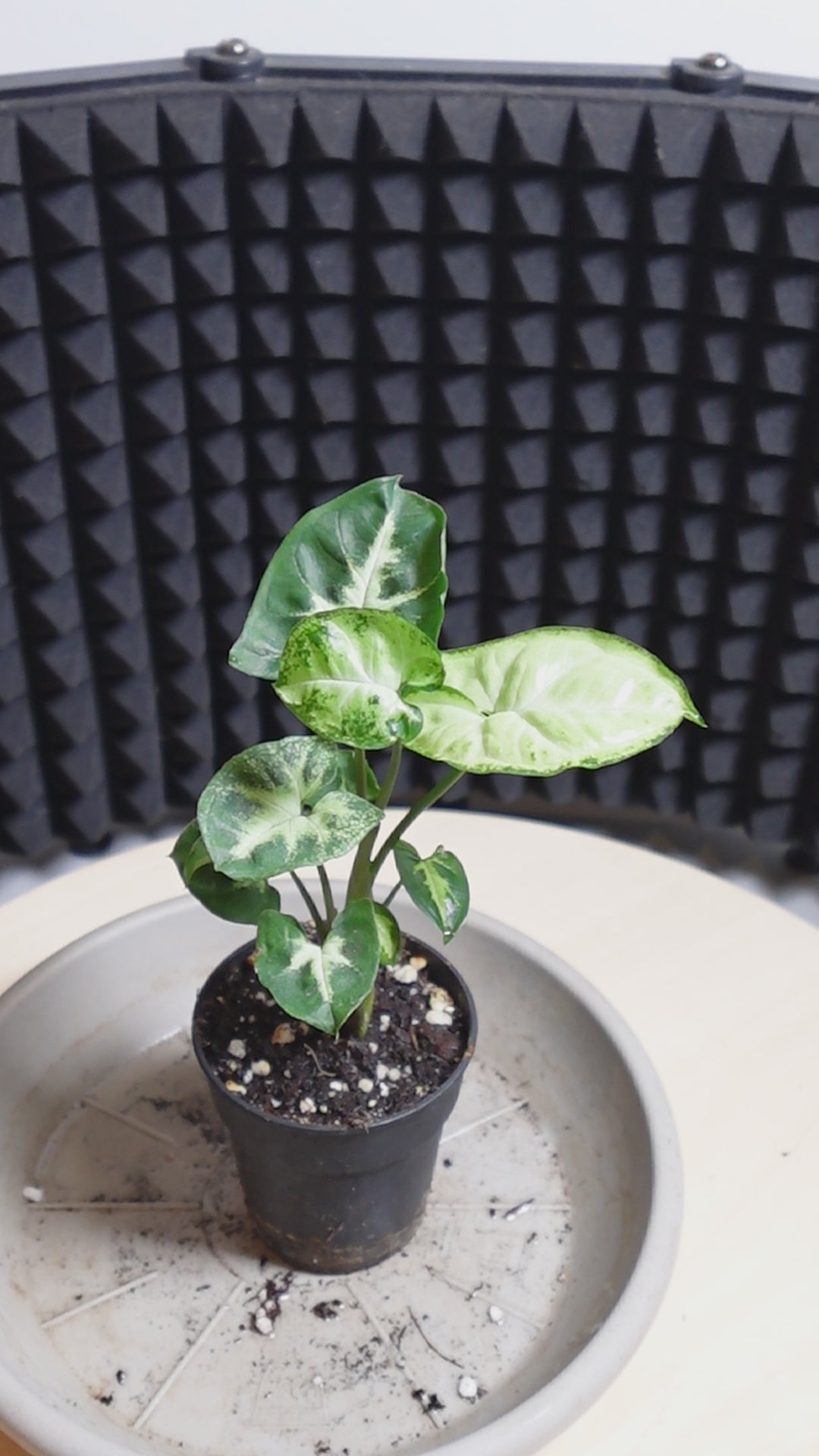 Syngonium pixie