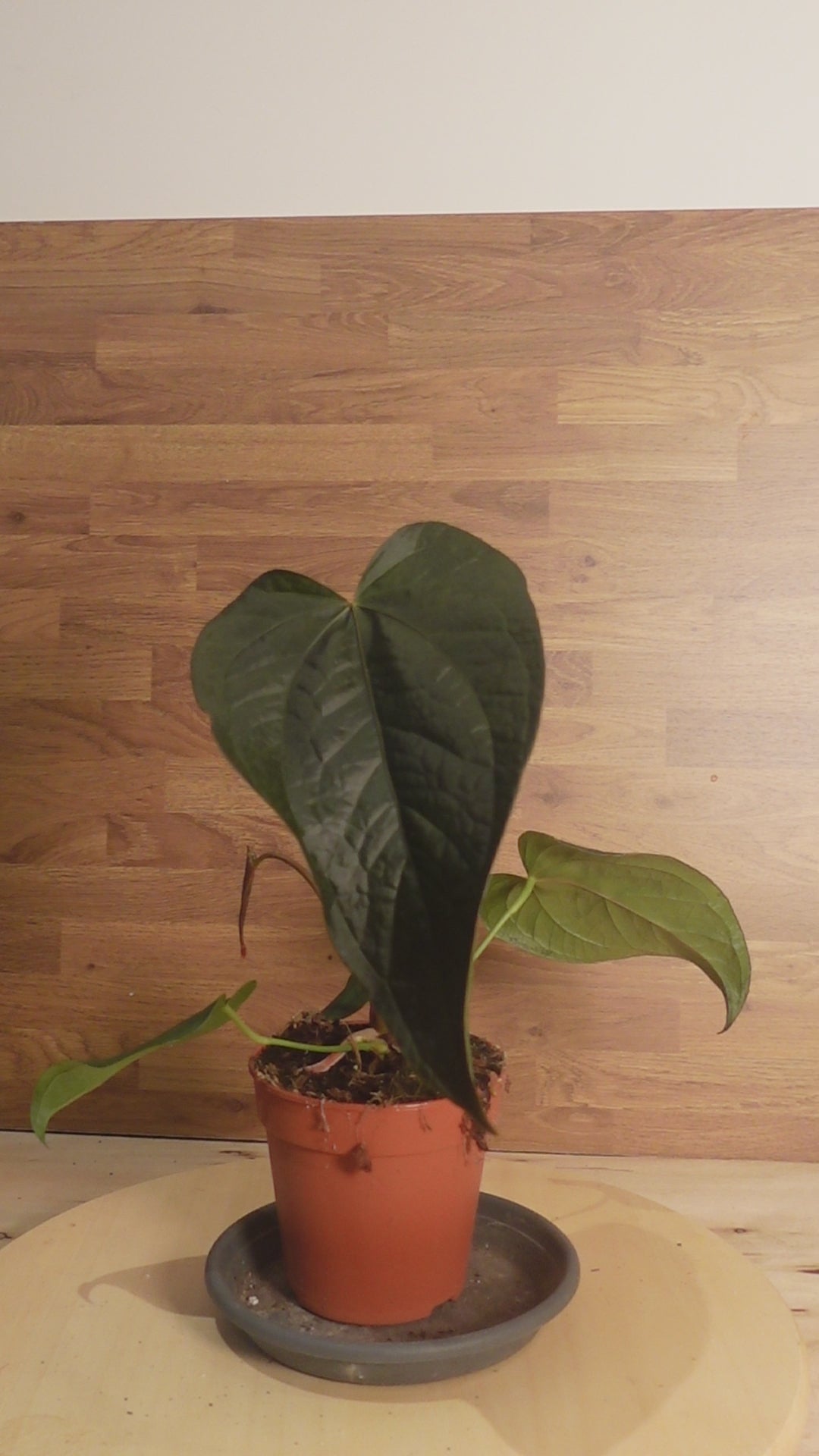 Anthurium 'Queen of Hearts'