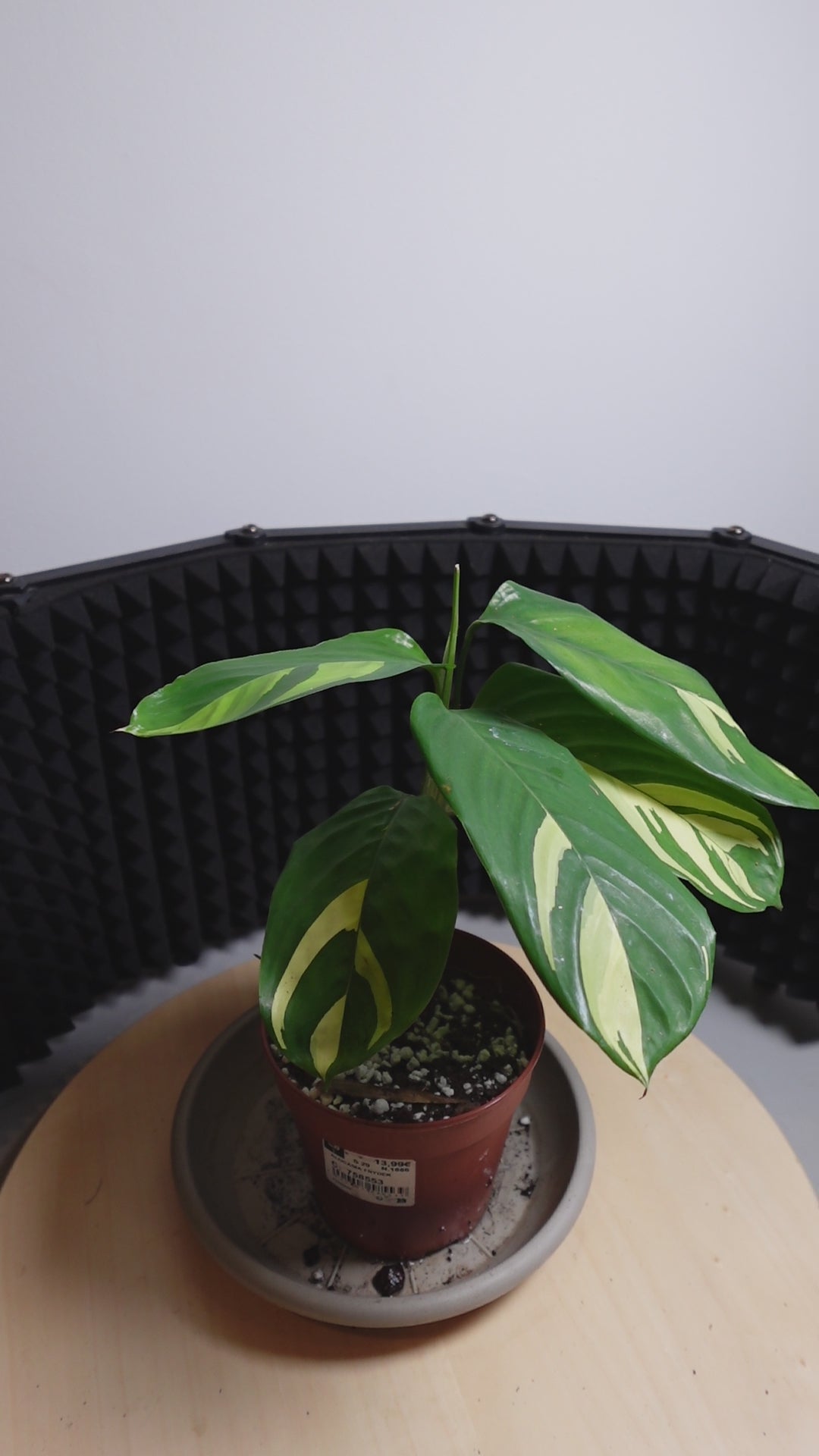 Calathea pilosa
