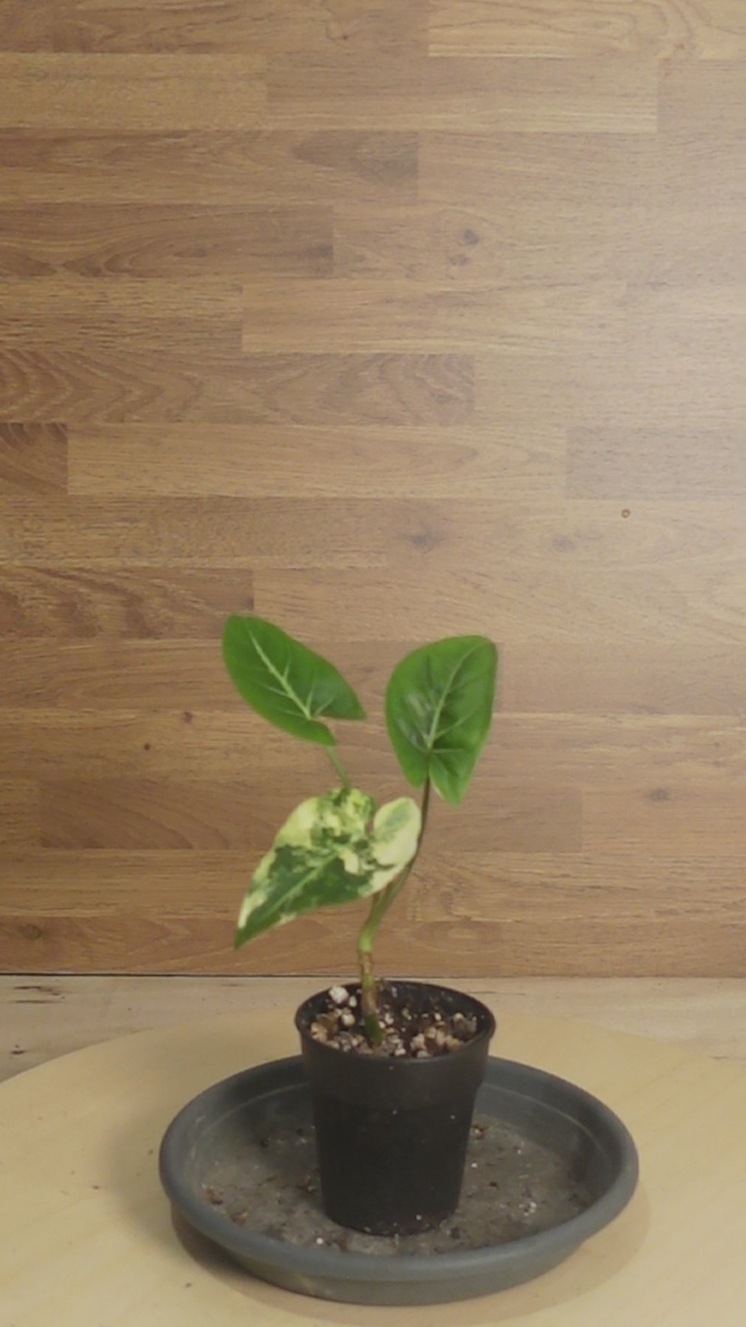 Syngonium variegata aurea