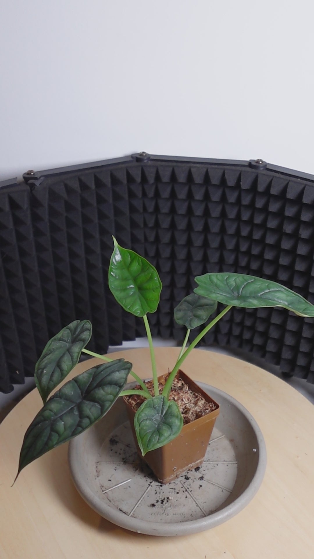 Alocasia dragon scale