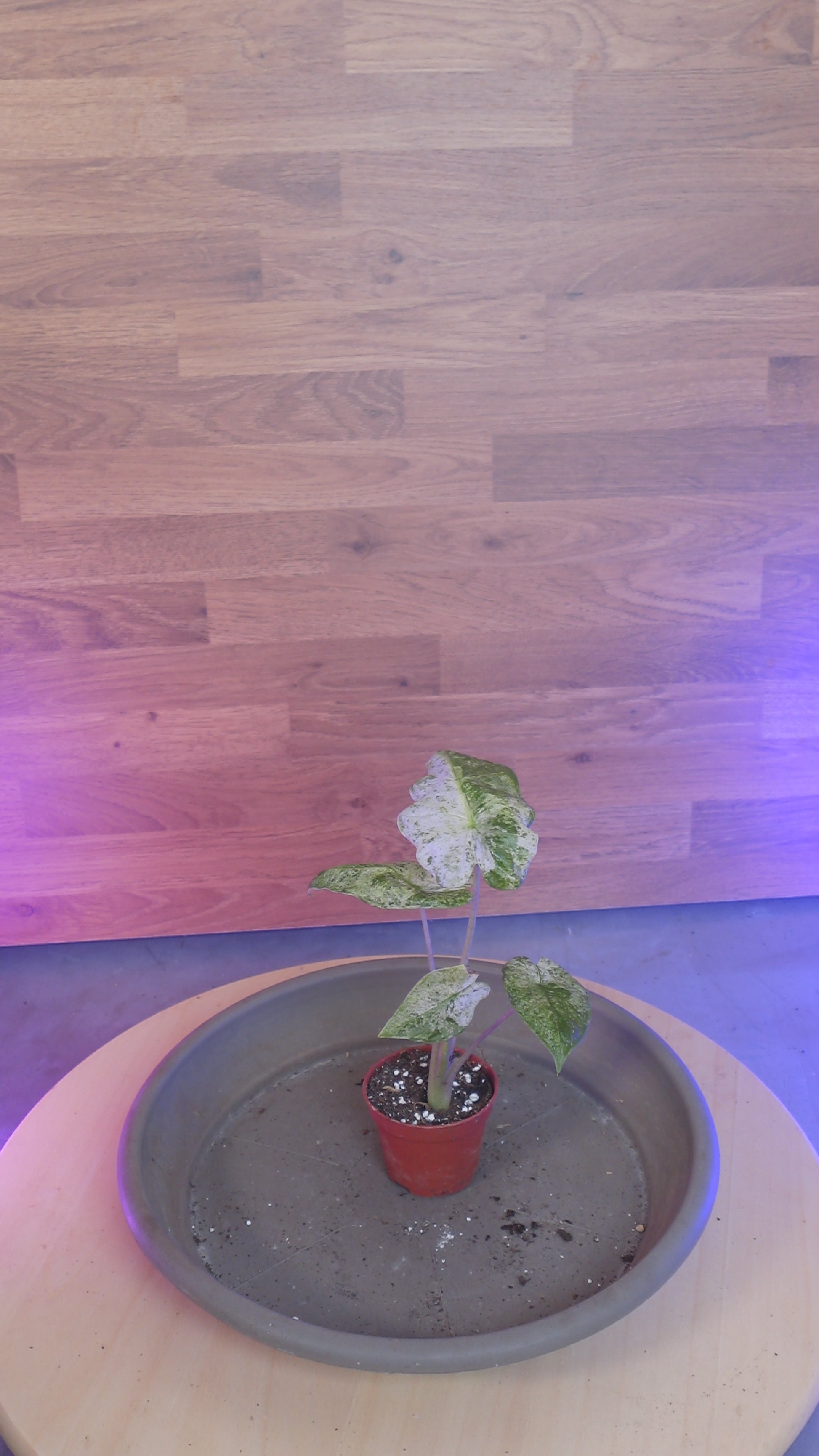 Alocasia macrorrhizos 'Splash'