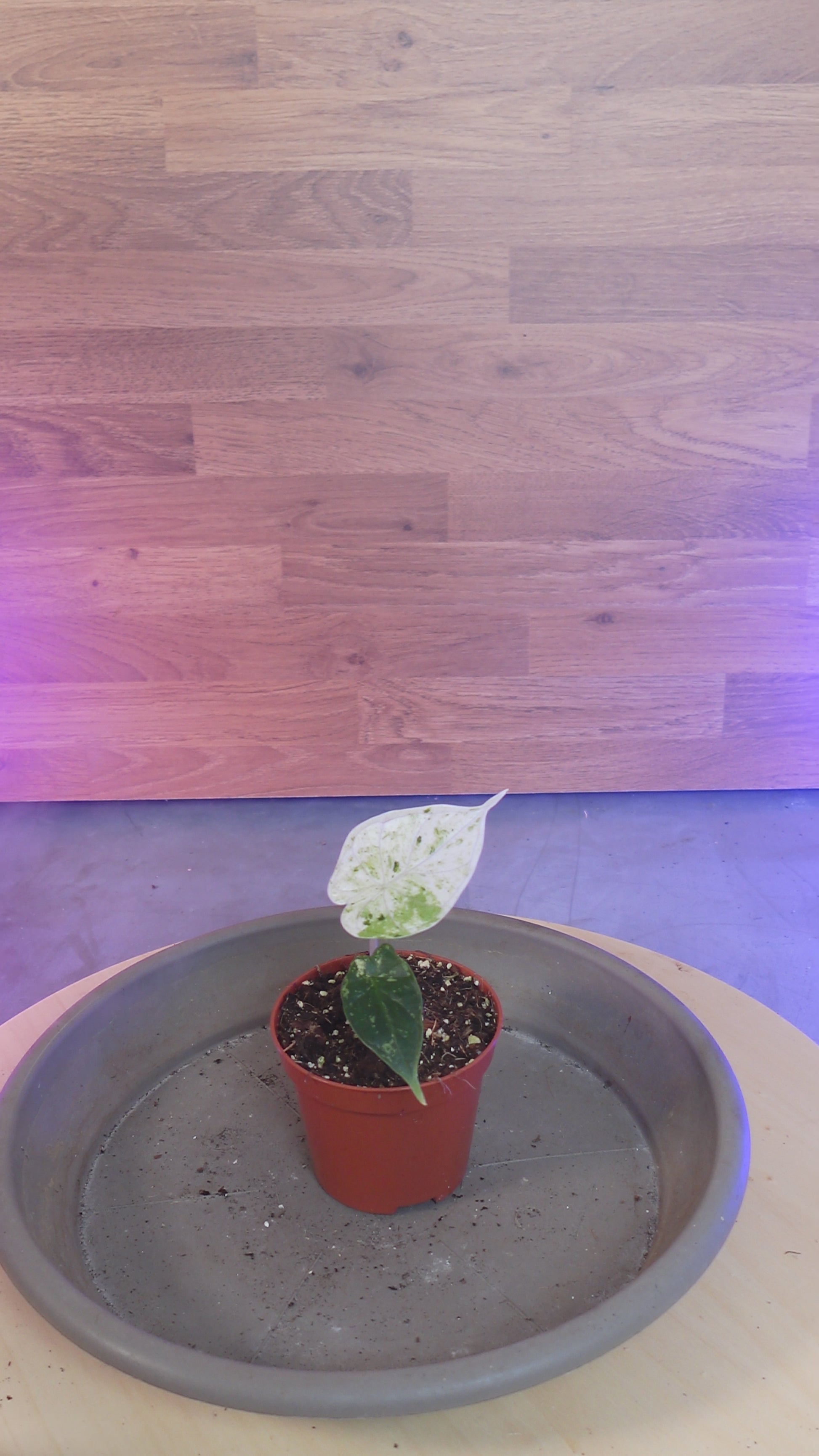 Alocasia dragon scale mint