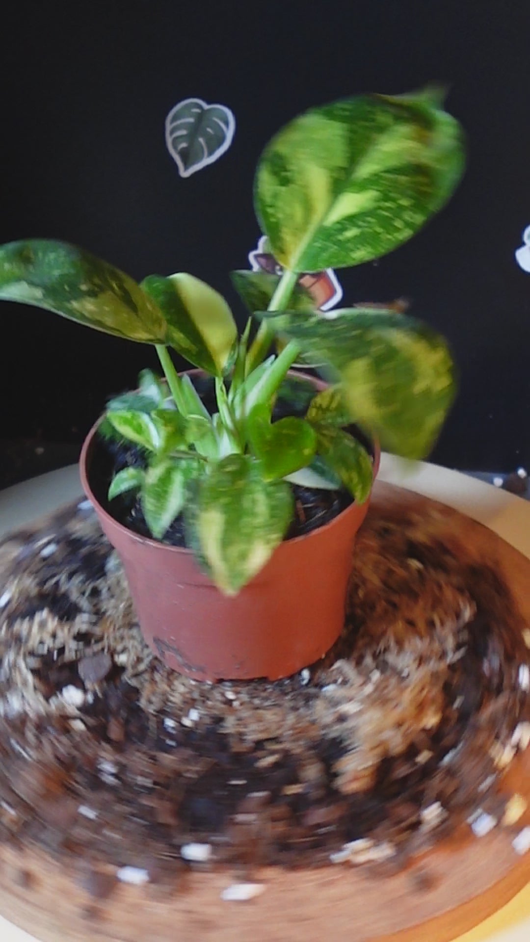 Philodendron 'Green Congo'