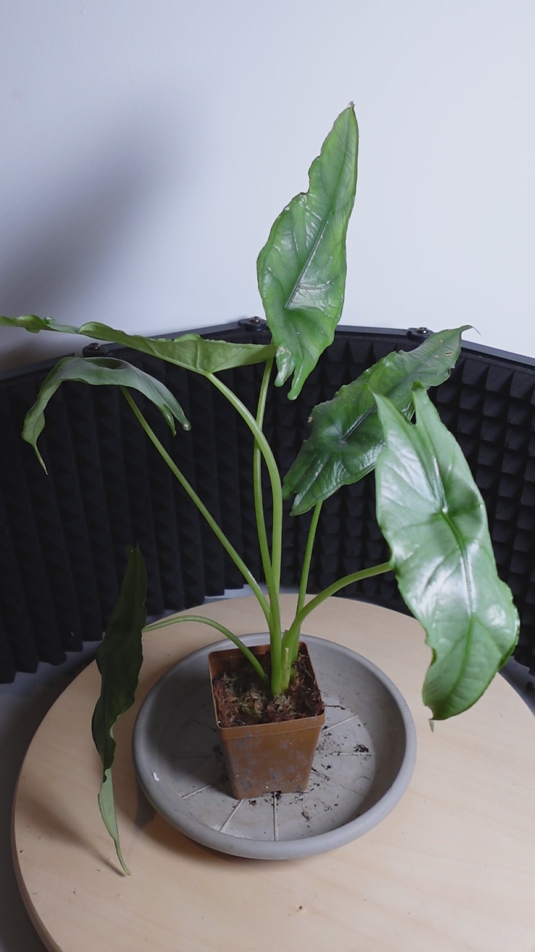 Alocasia heterophylla 'Dragon's Breath'