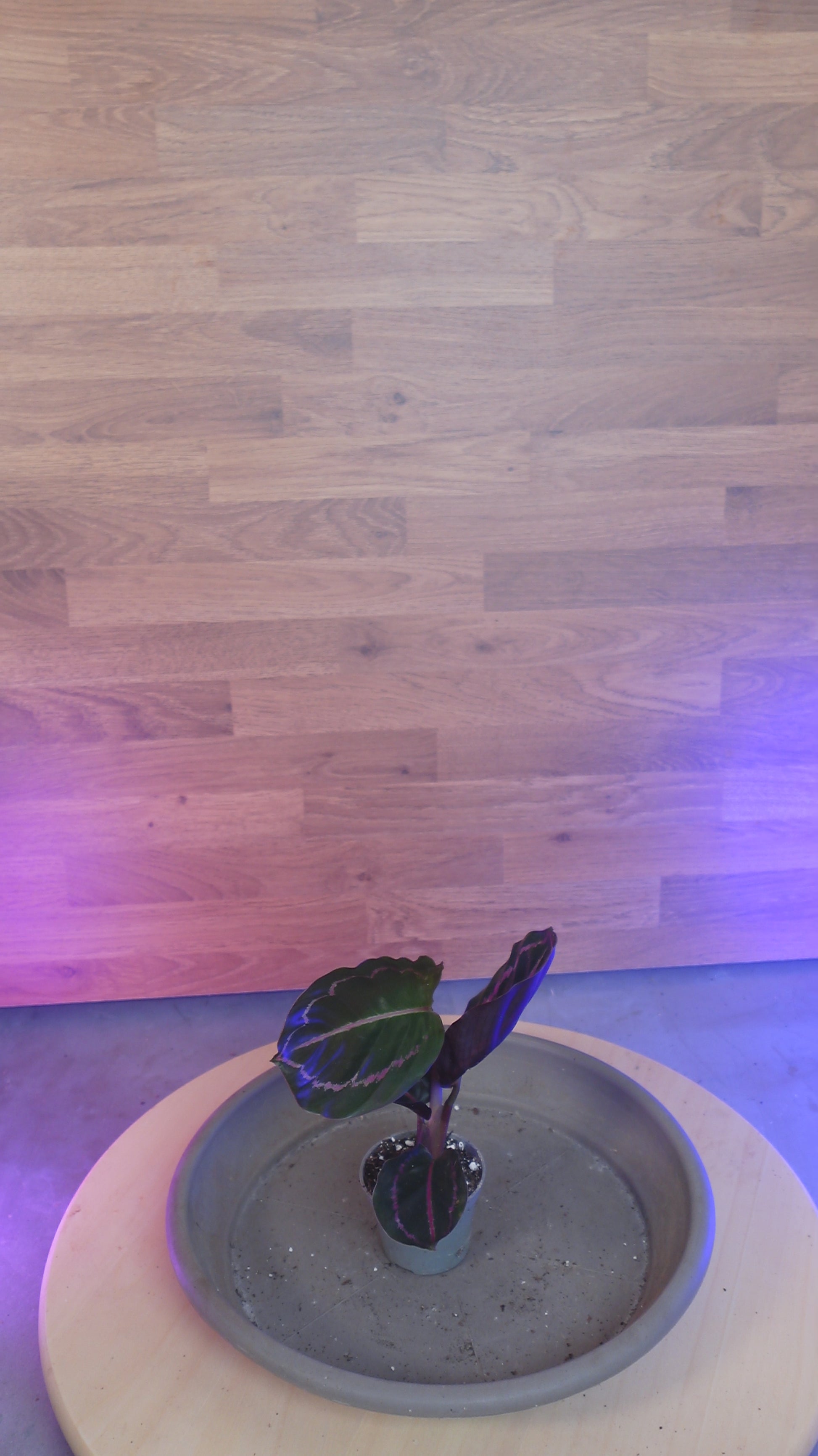 Calathea roseopicta 'Dottie'