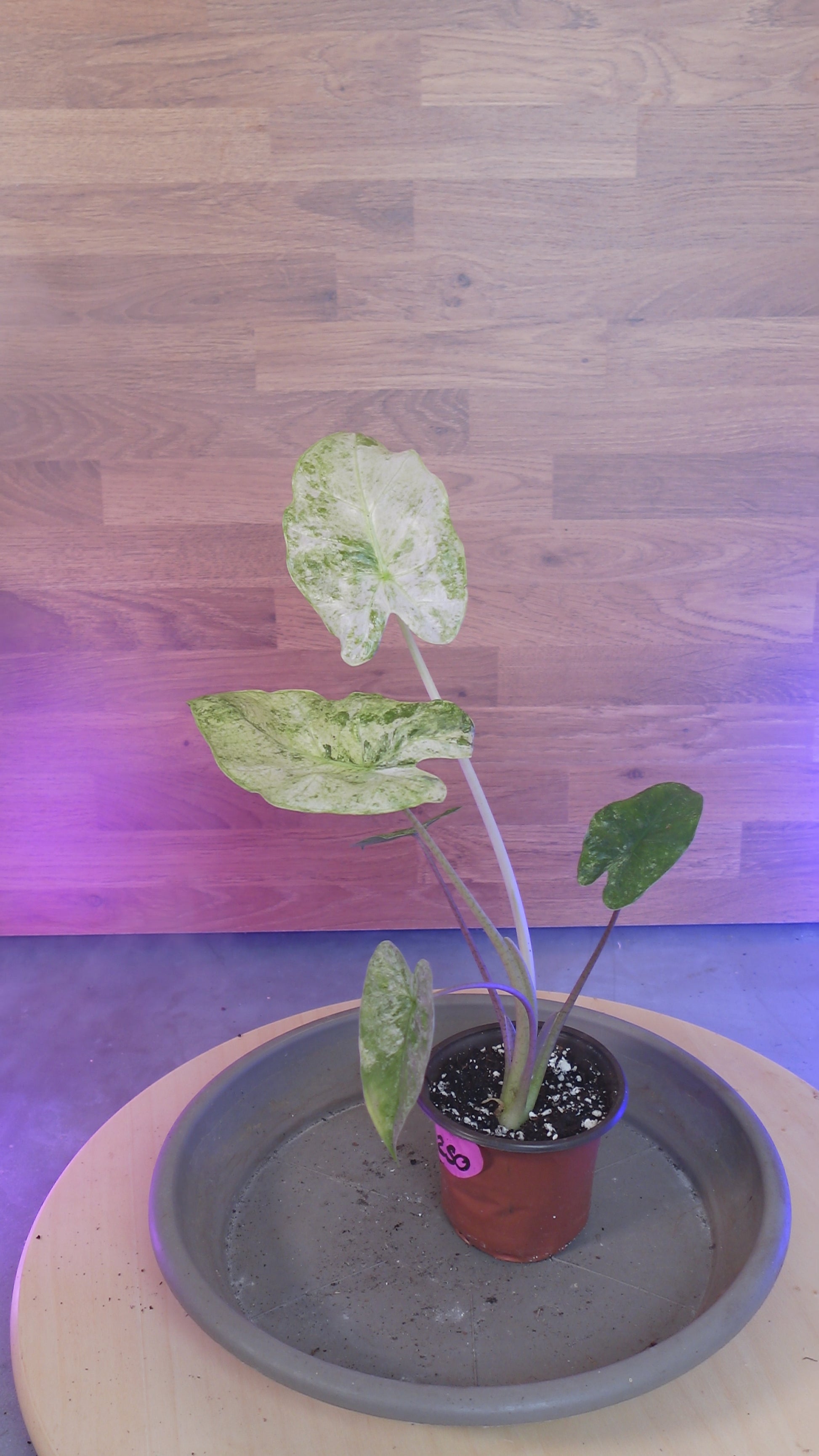 Alocasia macrorrhizos 'Splash'