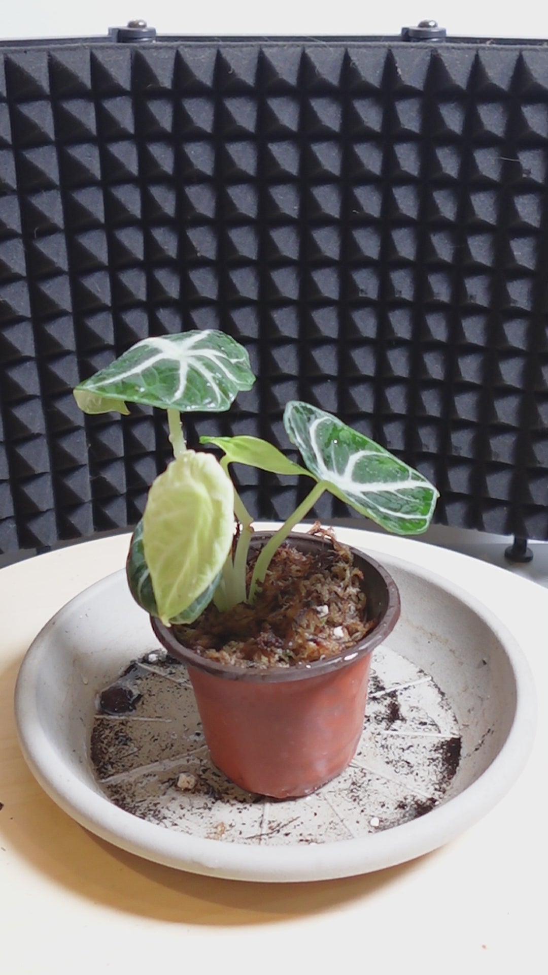 Alocasia ninja