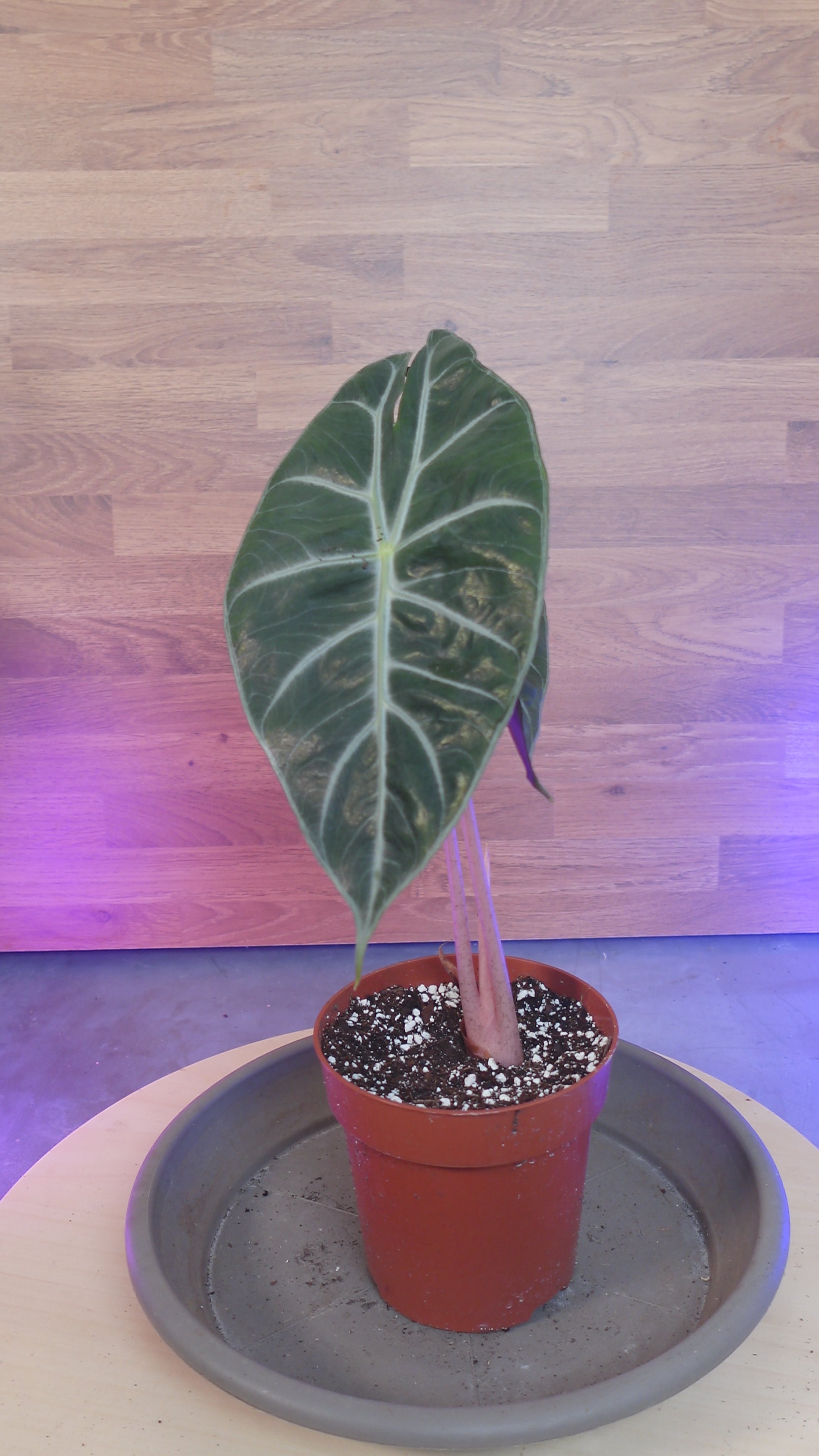 Alocasia pink dragon