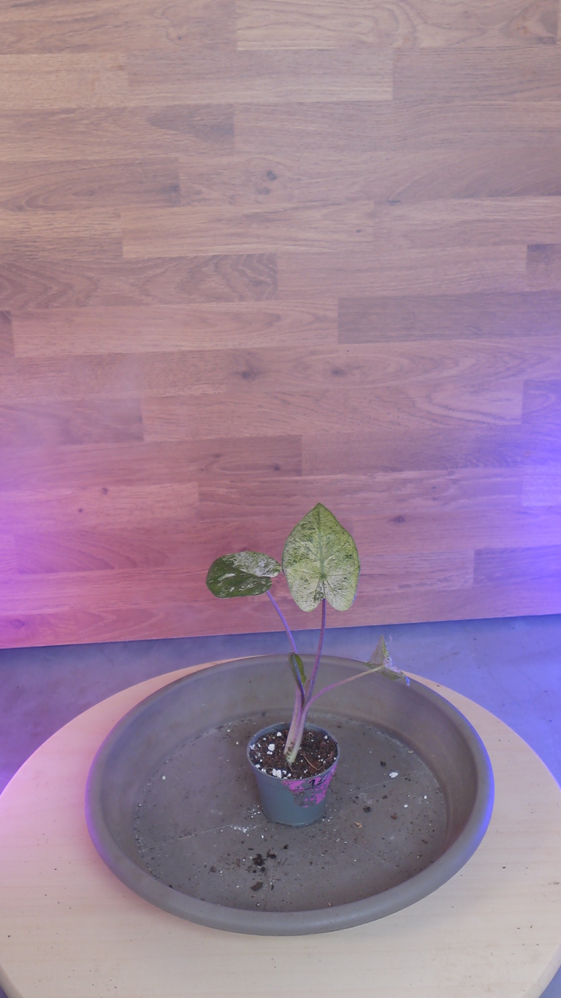 Alocasia macrorrhizos 'Splash'