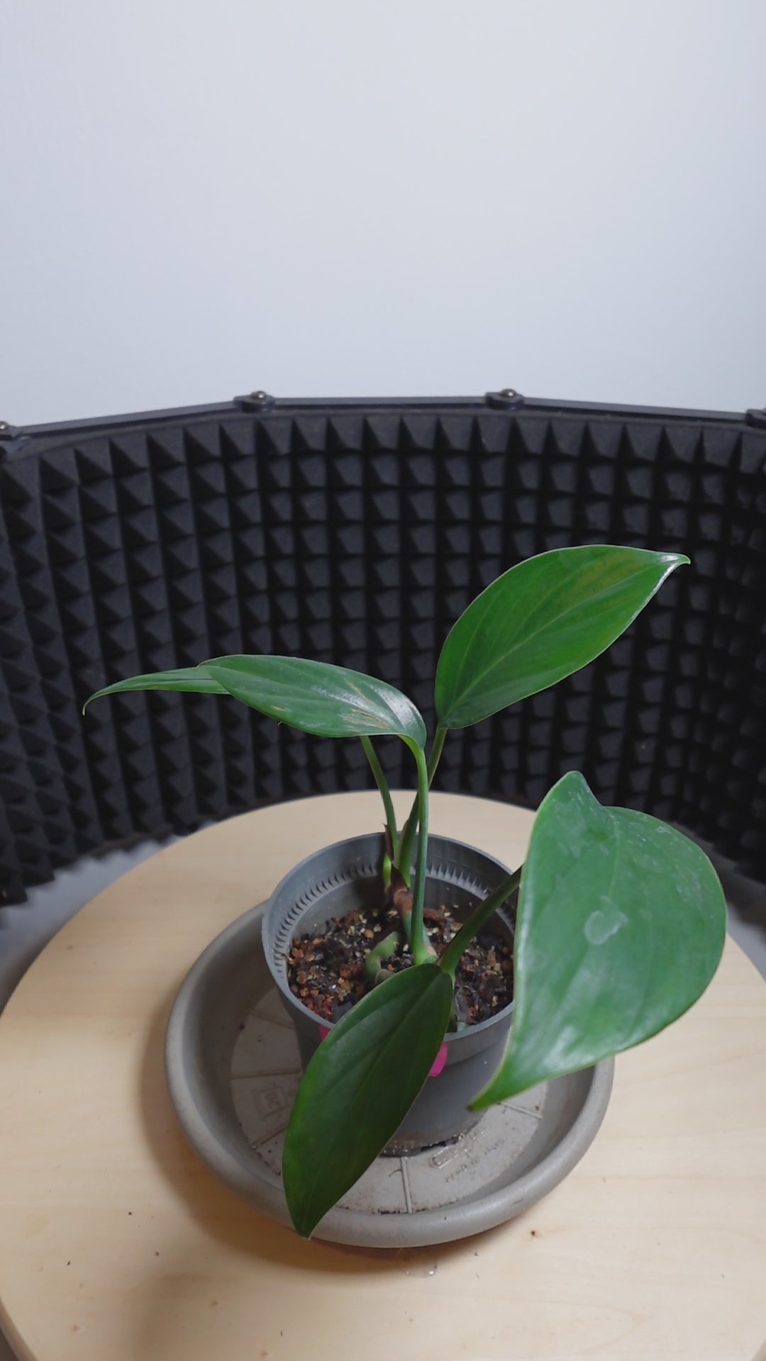 Monstera dragon tail