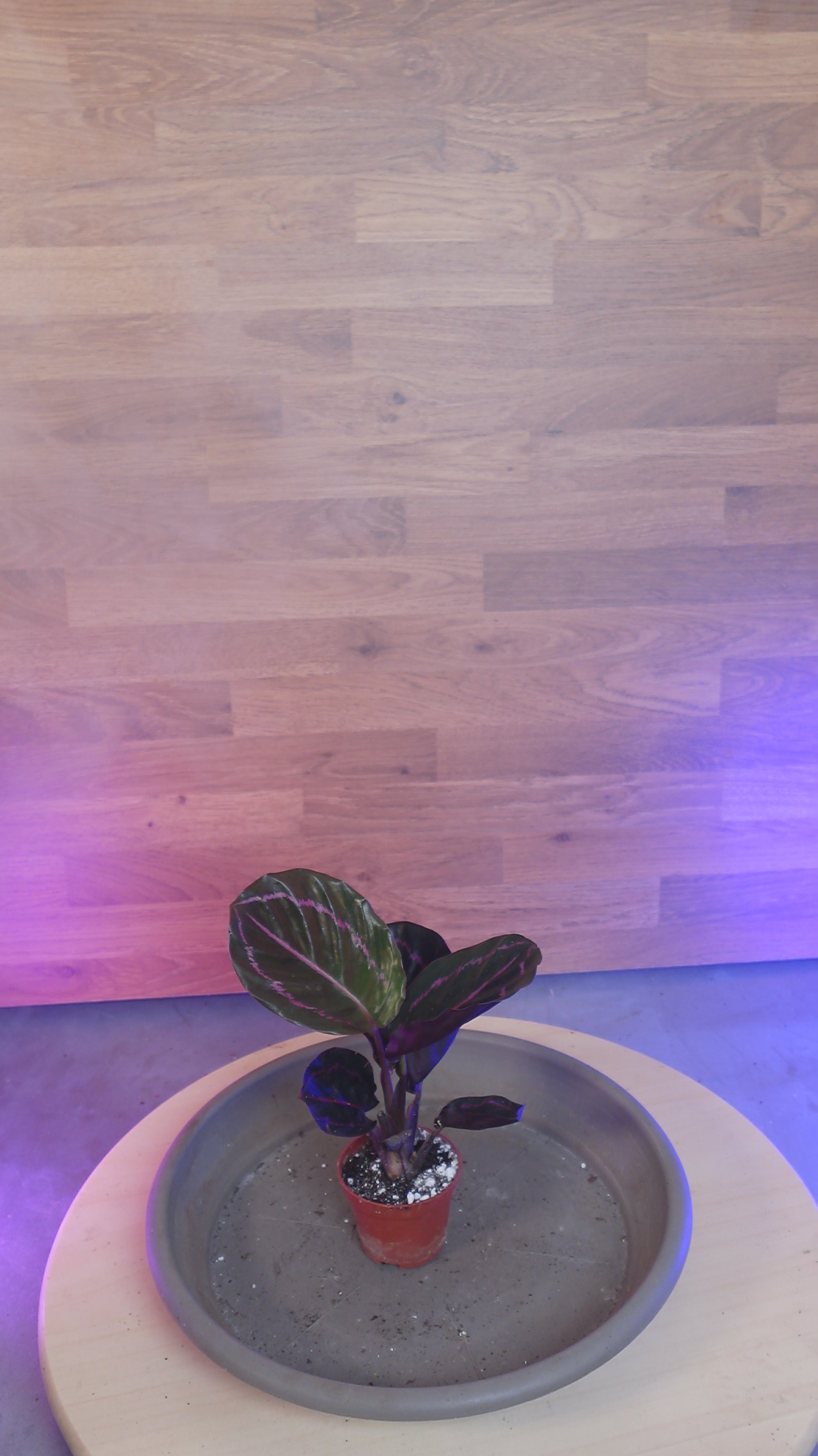 Calathea roseopicta 'Dottie'