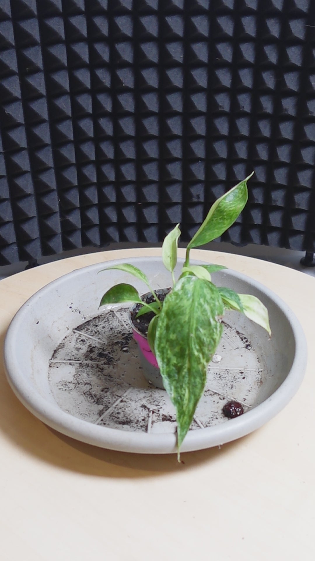 Philodendron 'Jose Buono'