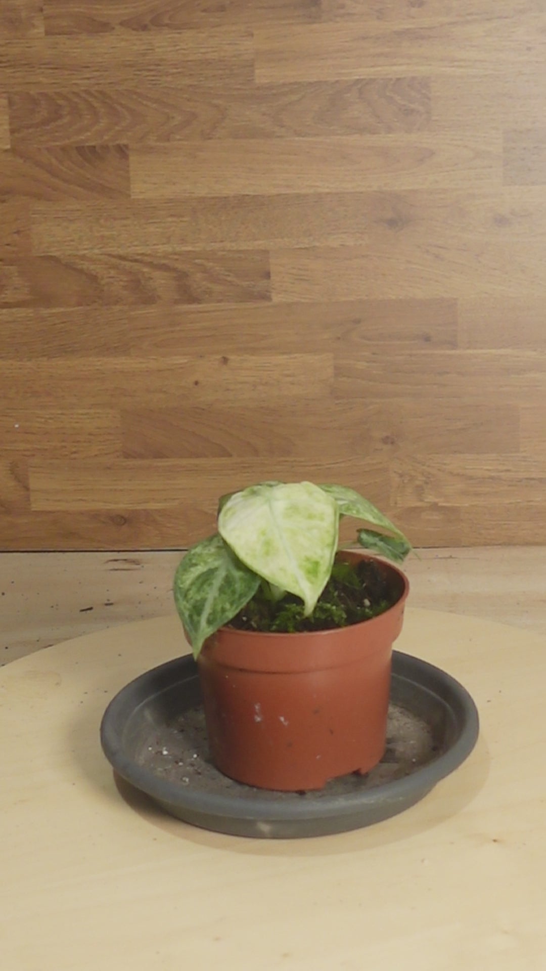 Alocasia 'Ninja Tricolor'