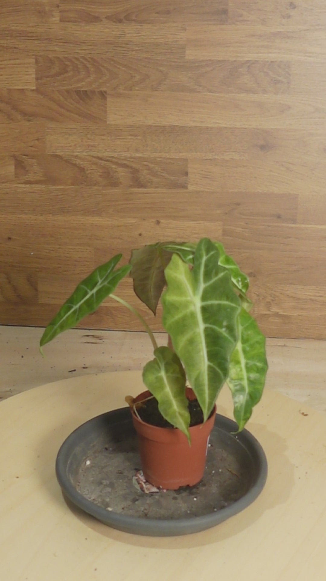Alocasia 'Polly Variegata Aurea
