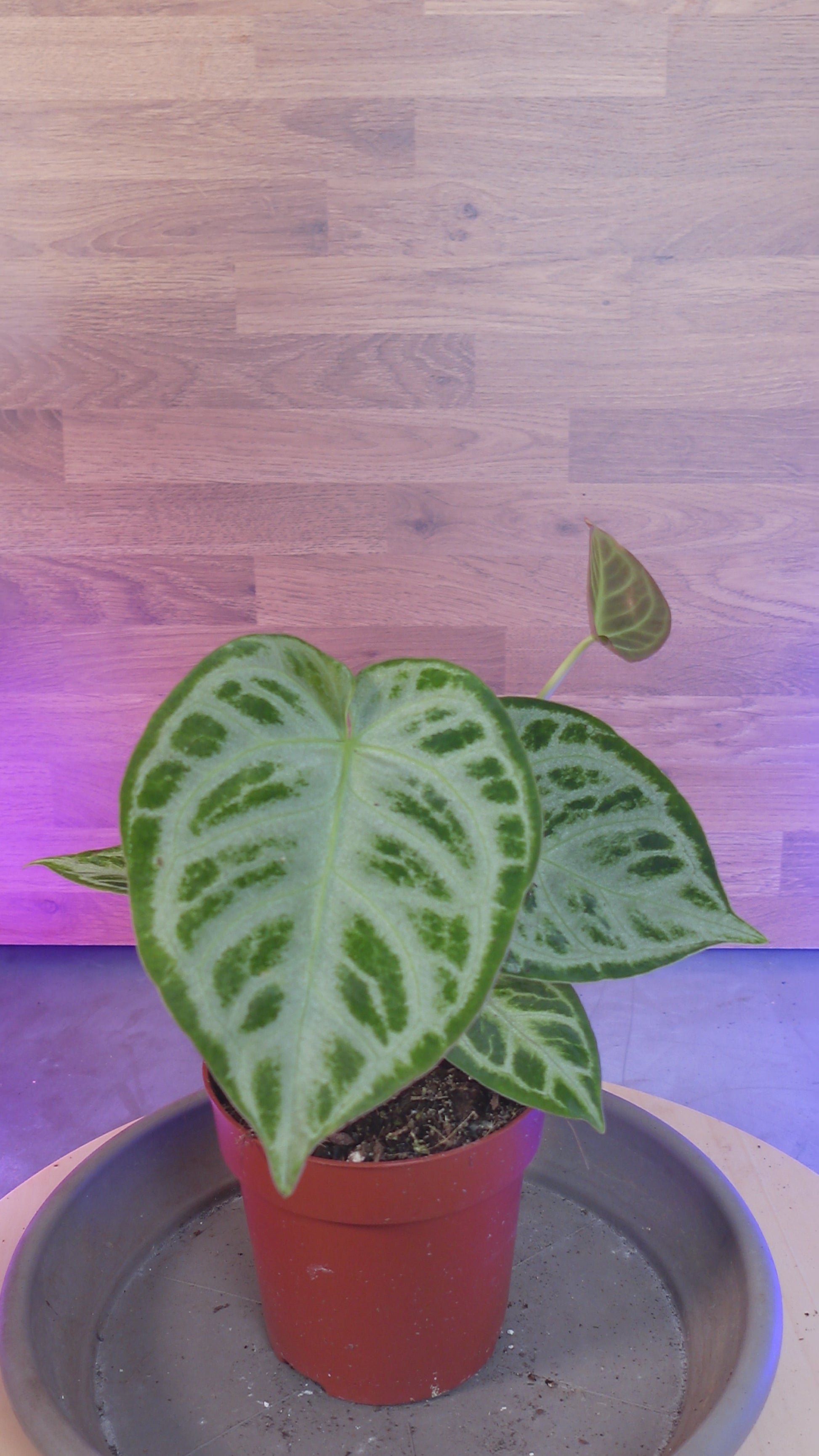 Anthurium super silver blush