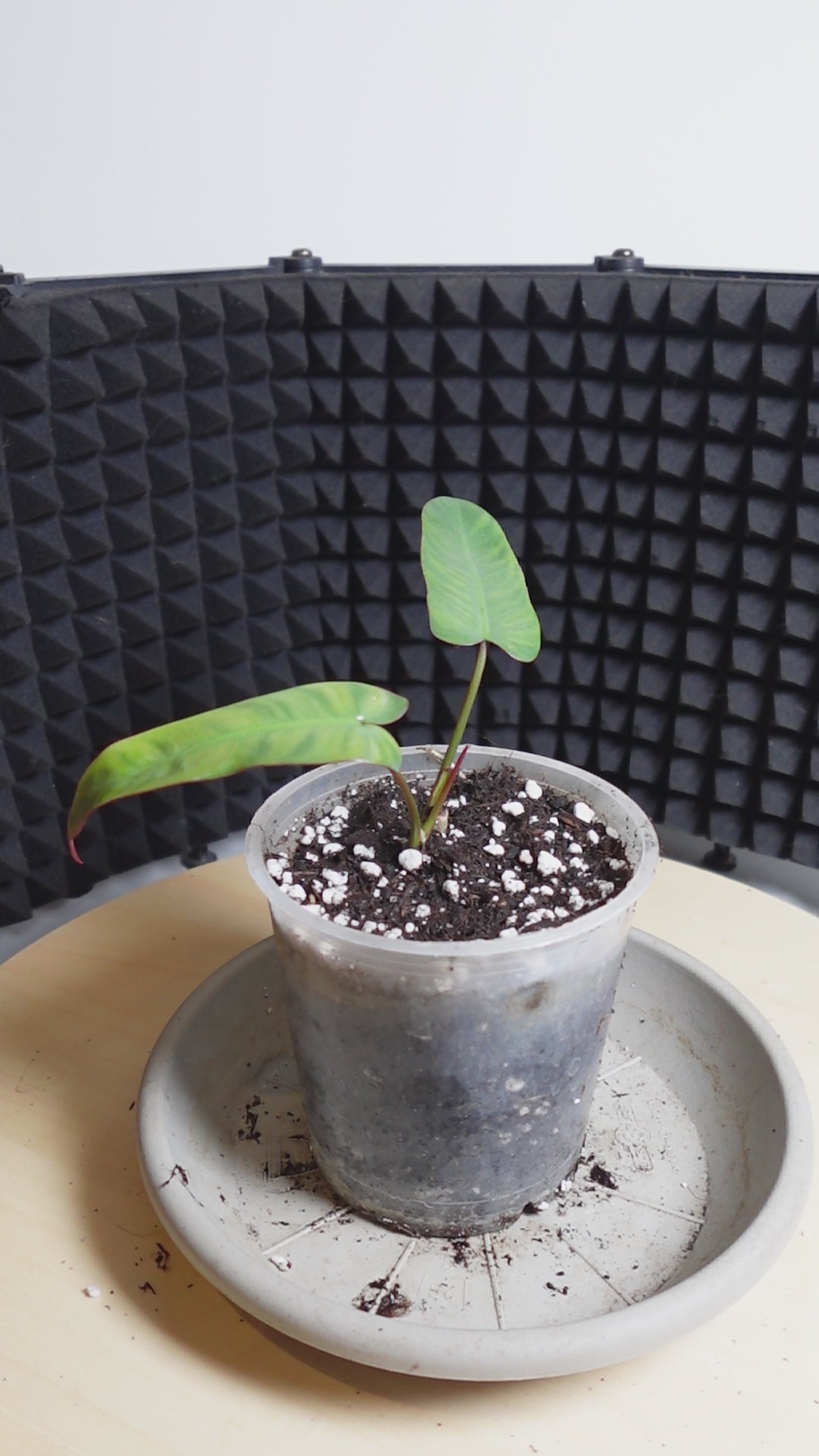 Philodendron atabapoense