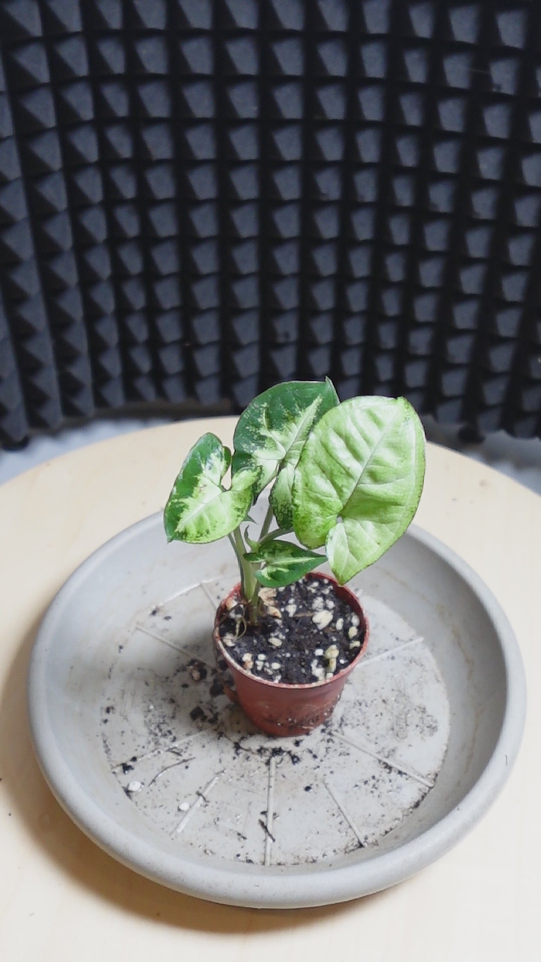 Syngonium pixie