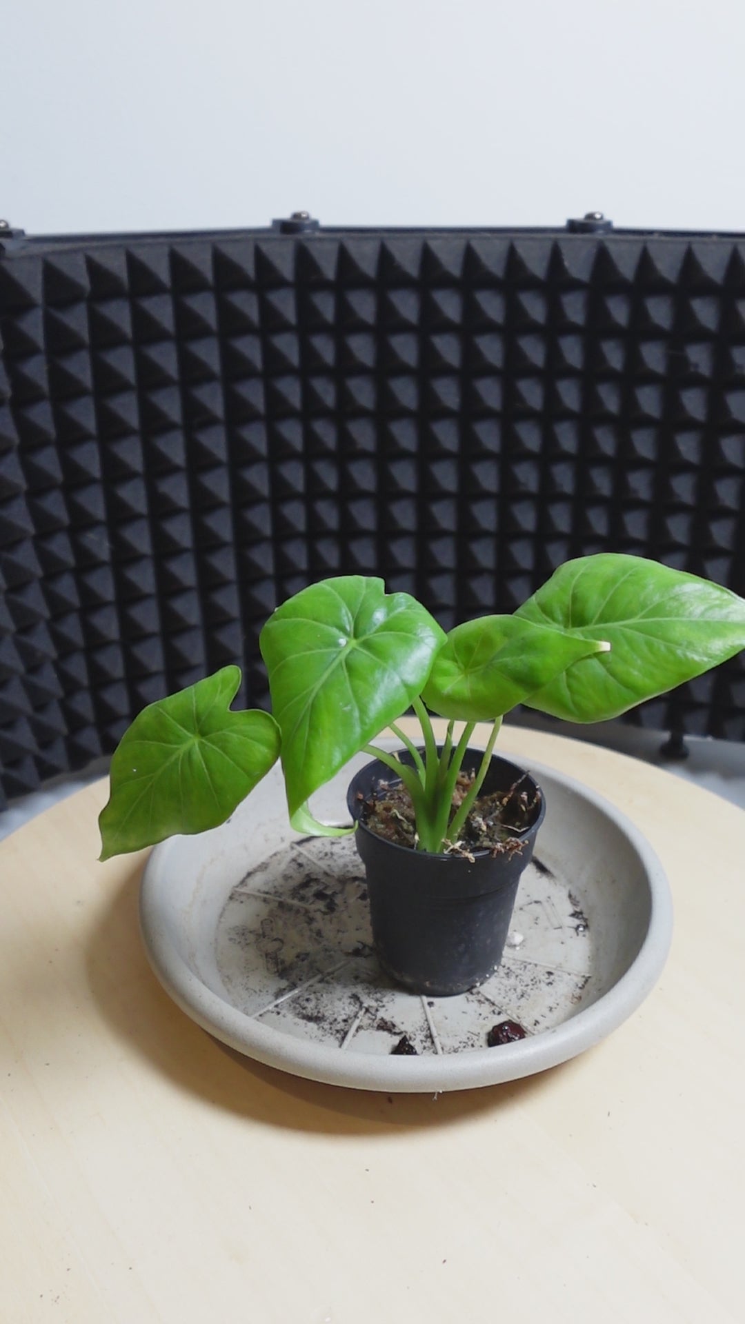 Alocasia odora