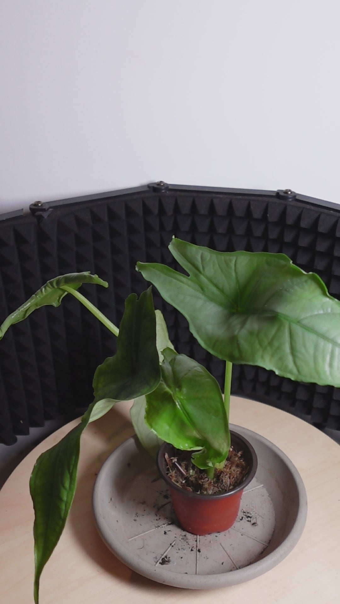 Alocasia heterophylla 'Dragon's Breath'