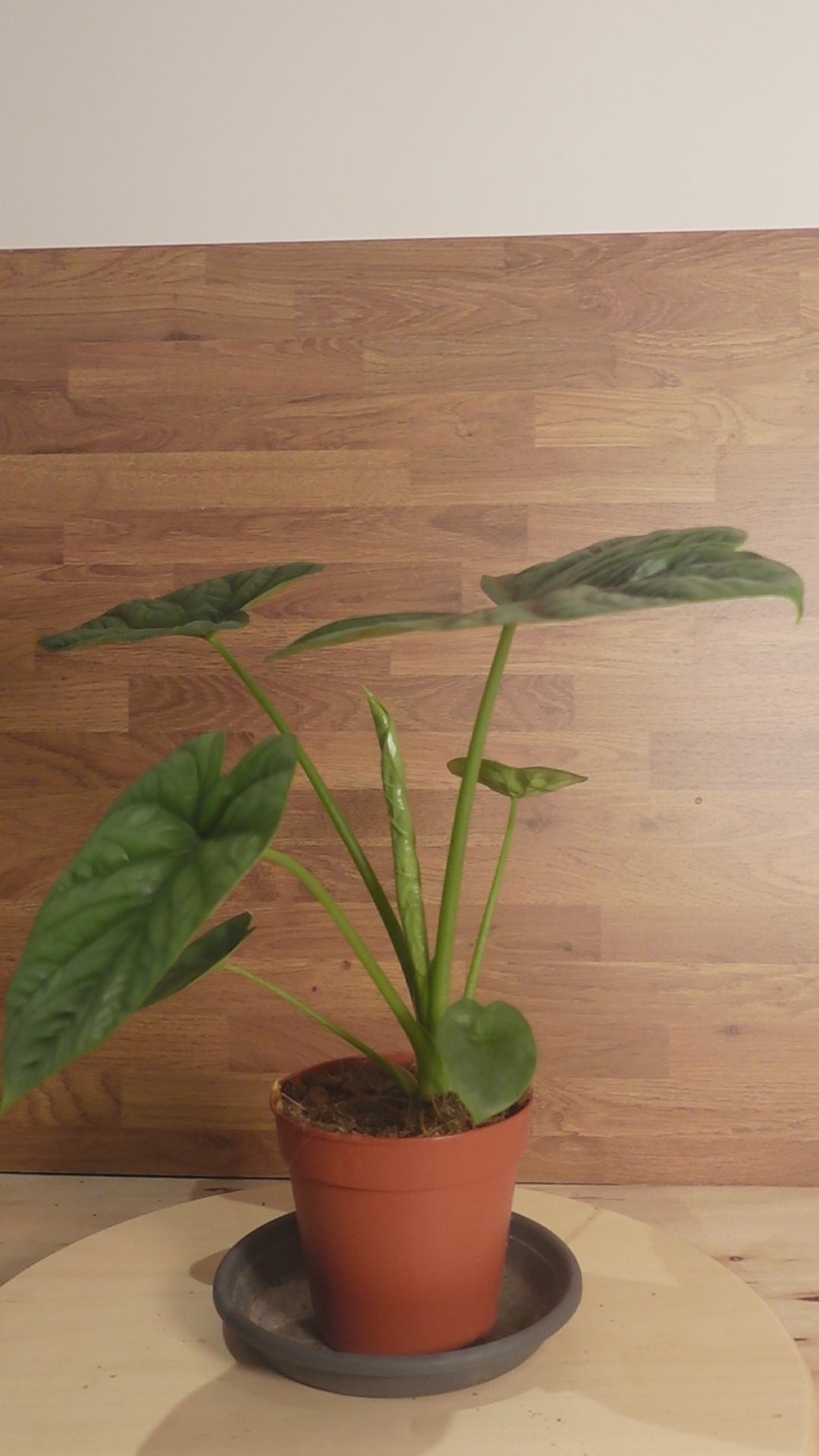 Alocasia 'Lukiwan'