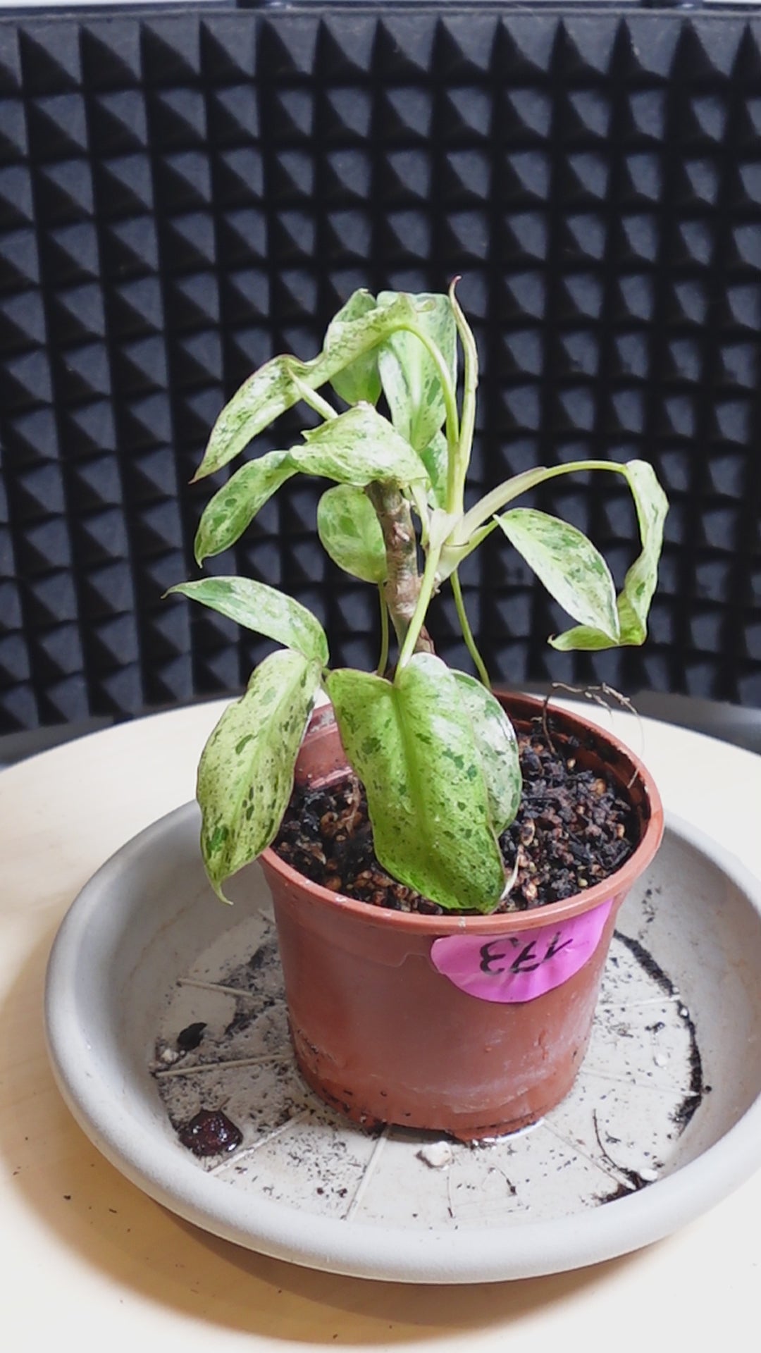 Philodendron 'Paraiso Verde'