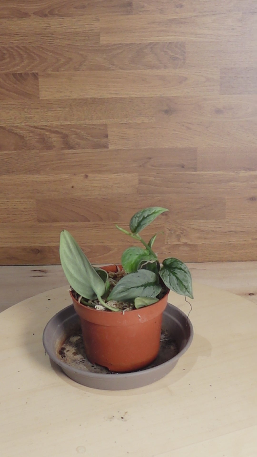 Scindapsus Sp Kalimantan