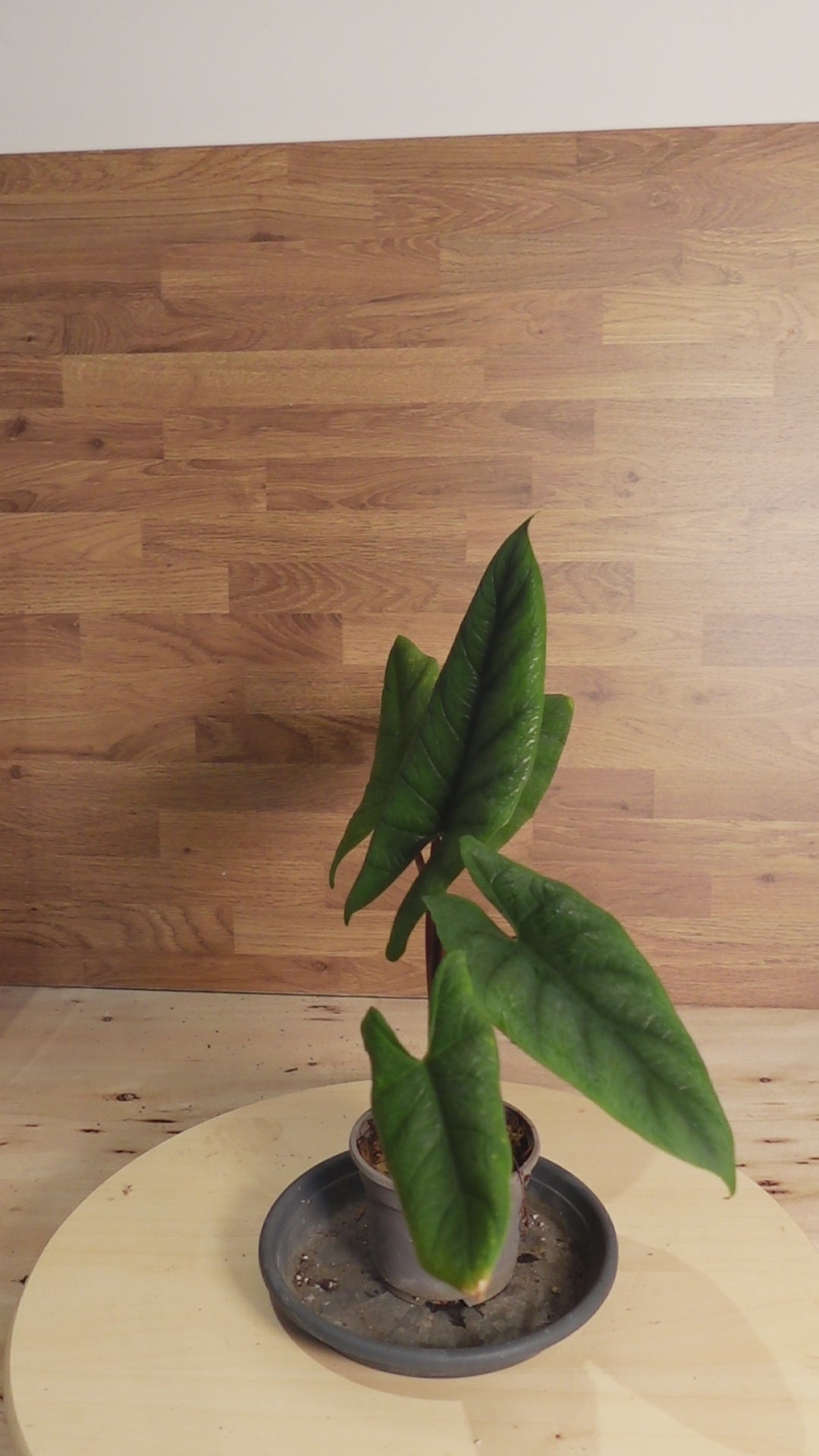 Alocasia scalprum