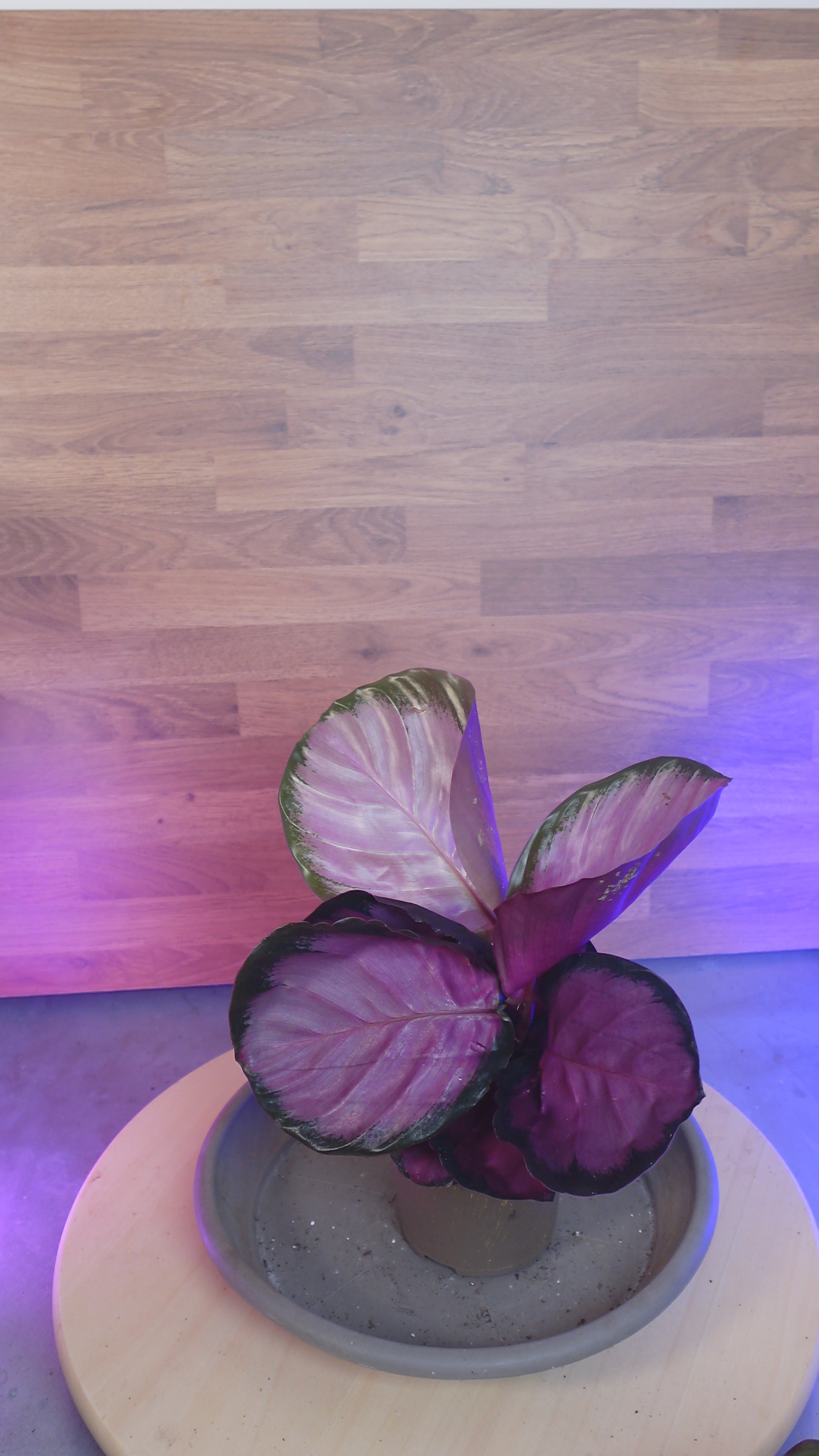 Calathea roseopicta 'Rosy'