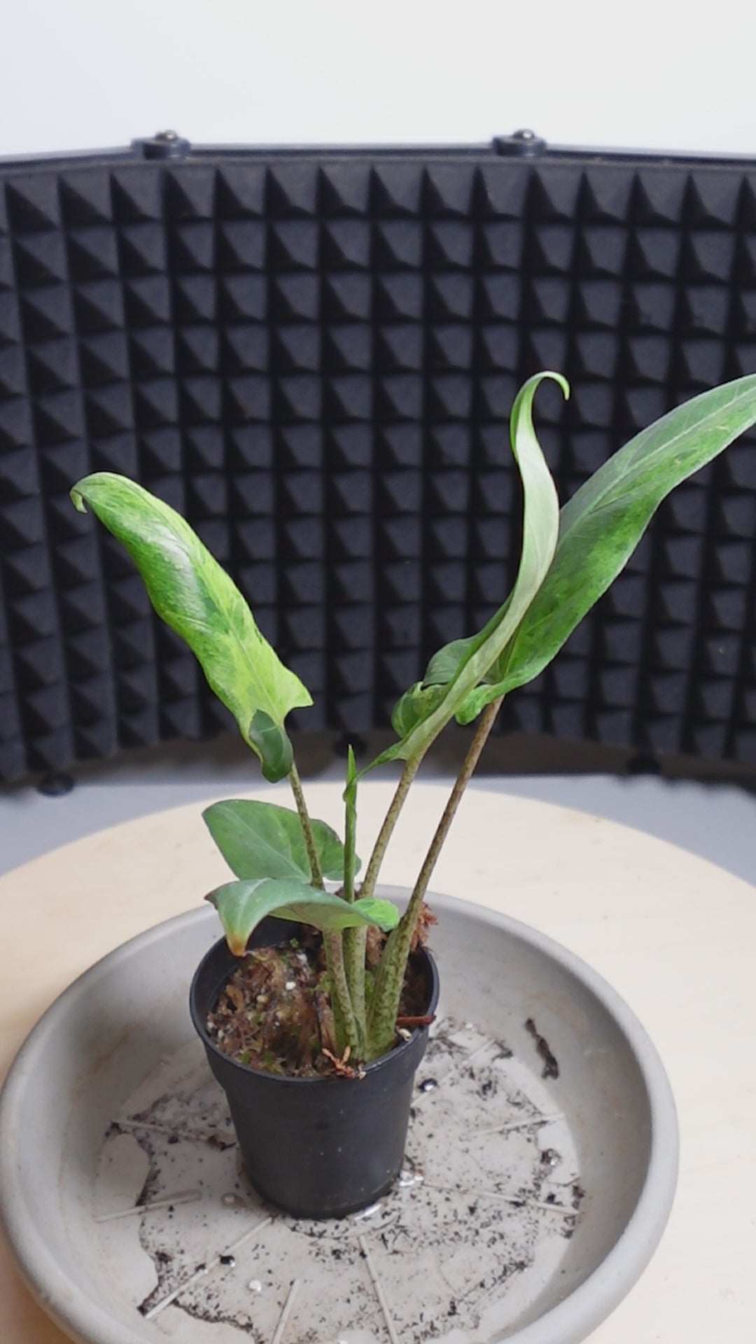 Alocasia lauterbachiana 'Variegata'