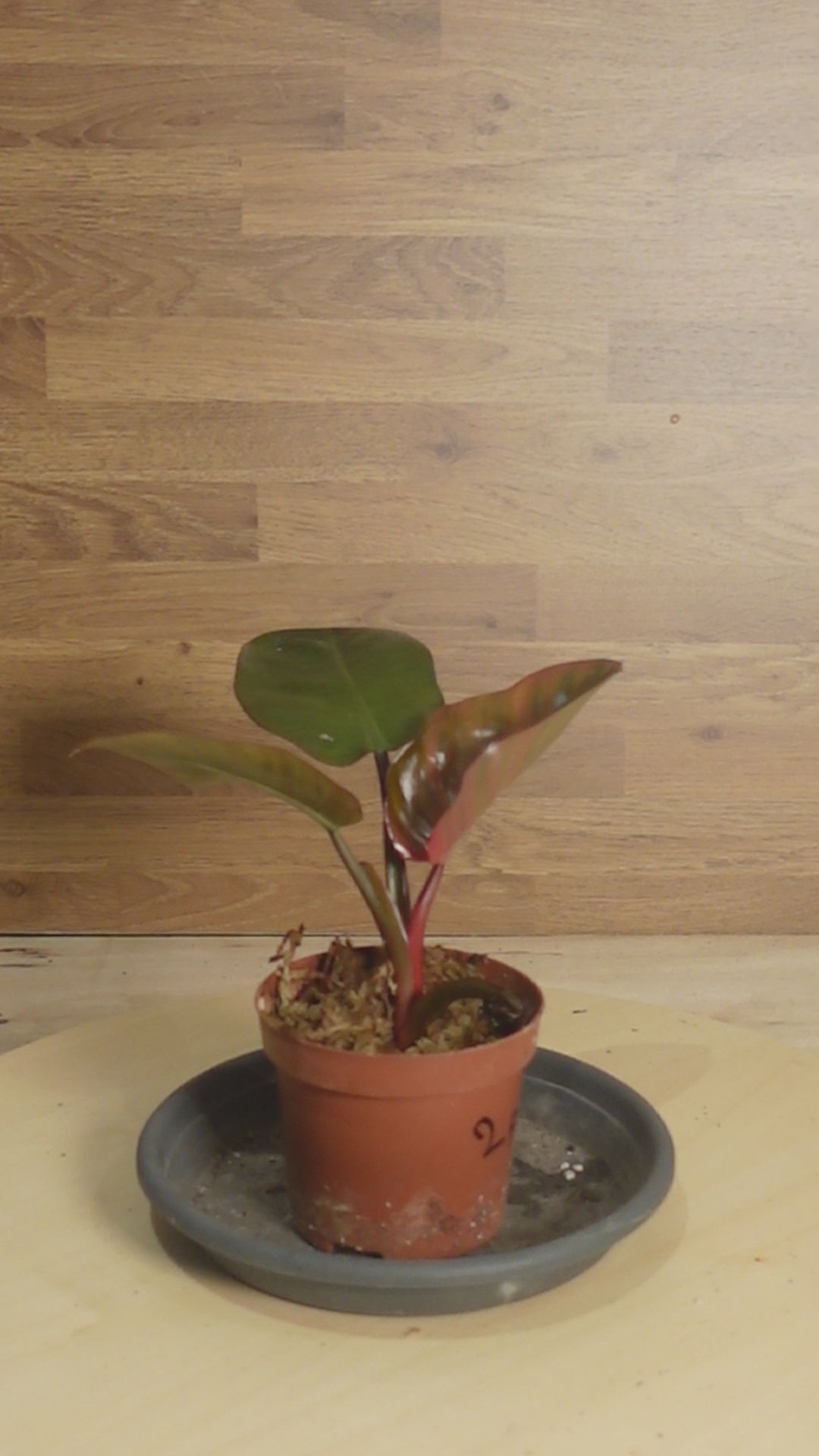 Philodendron BLACK CARDINAL