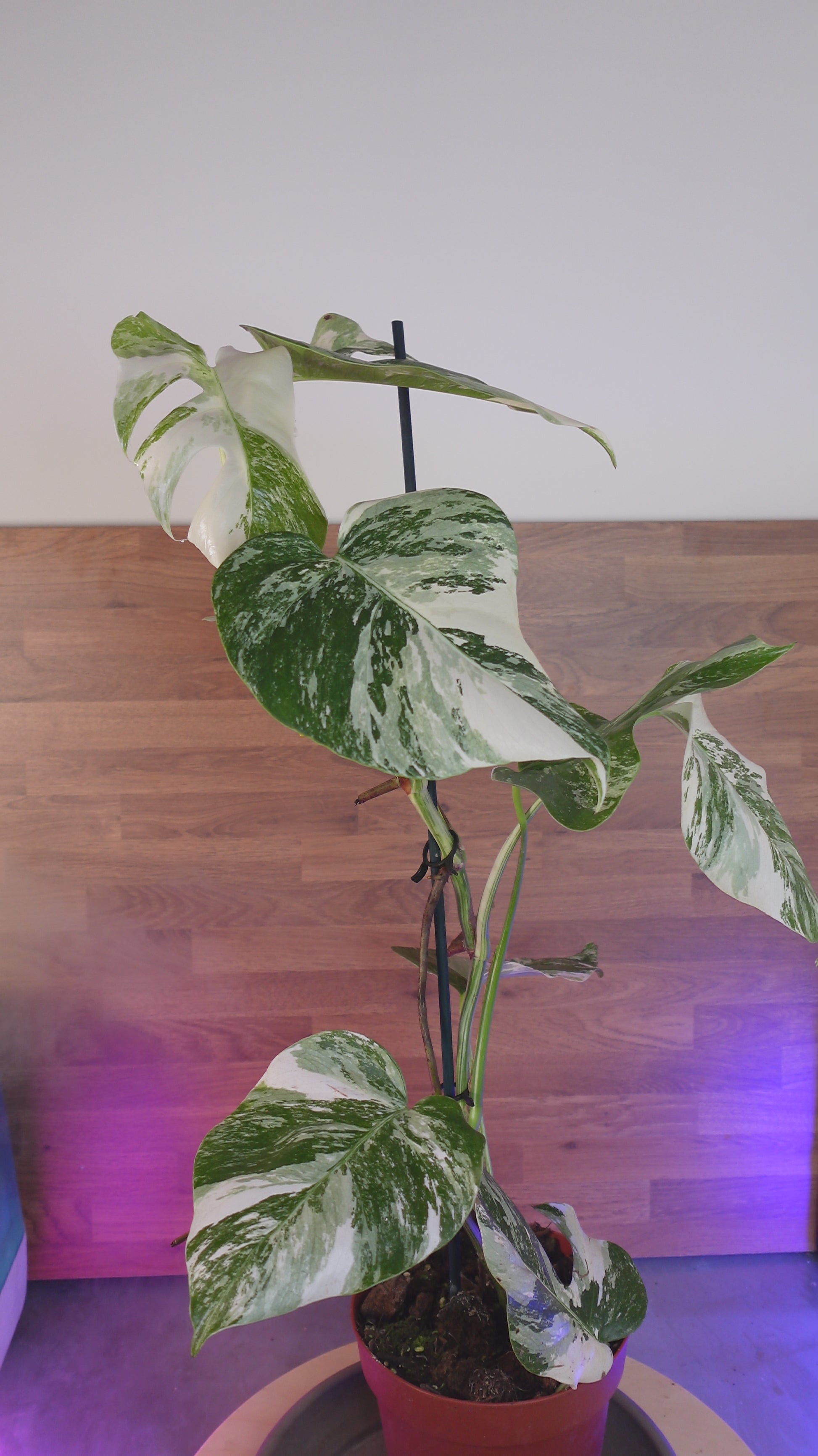 Monstera variegata