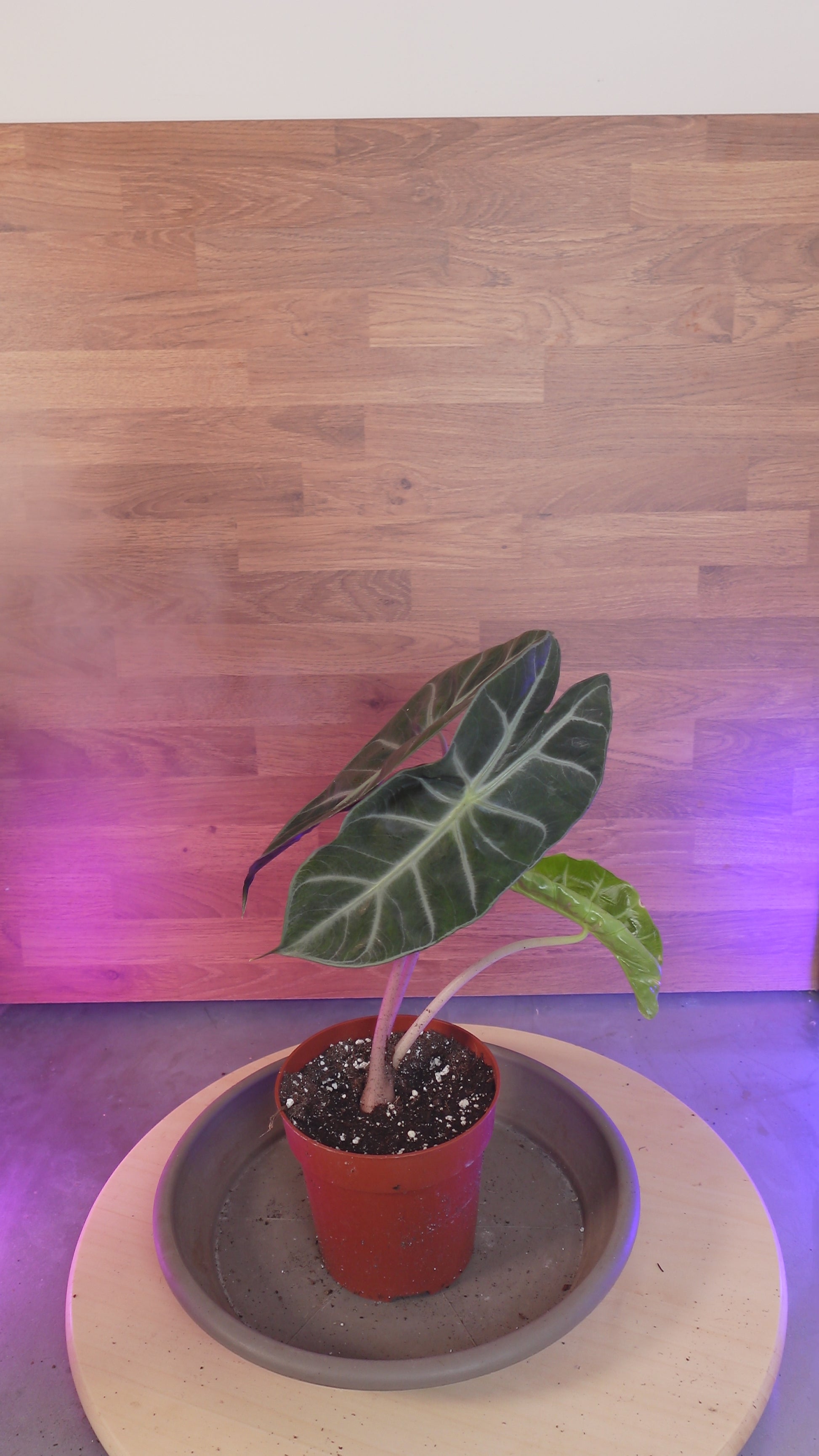 Alocasia pink dragon