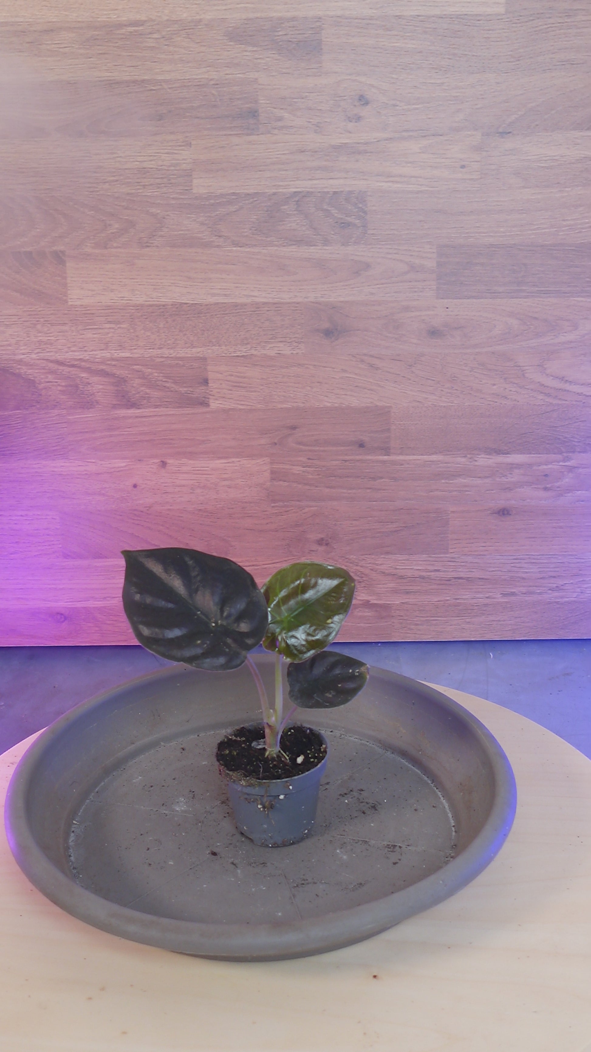 Alocasia infernalis BLACK MAGIC