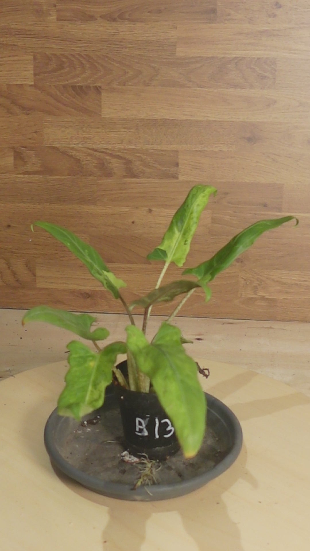 Alocasia lauterbachiana 'Variegata'