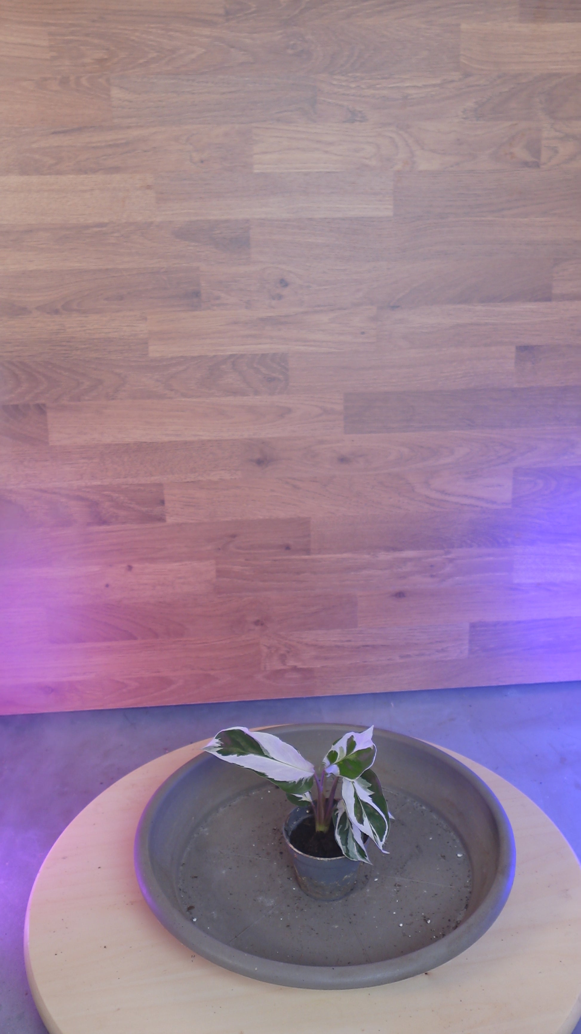 Calathea 'White Miracle'