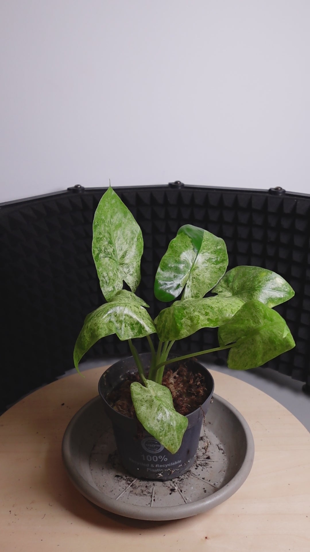 Alocasia macrorrhiza 'Camouflage'